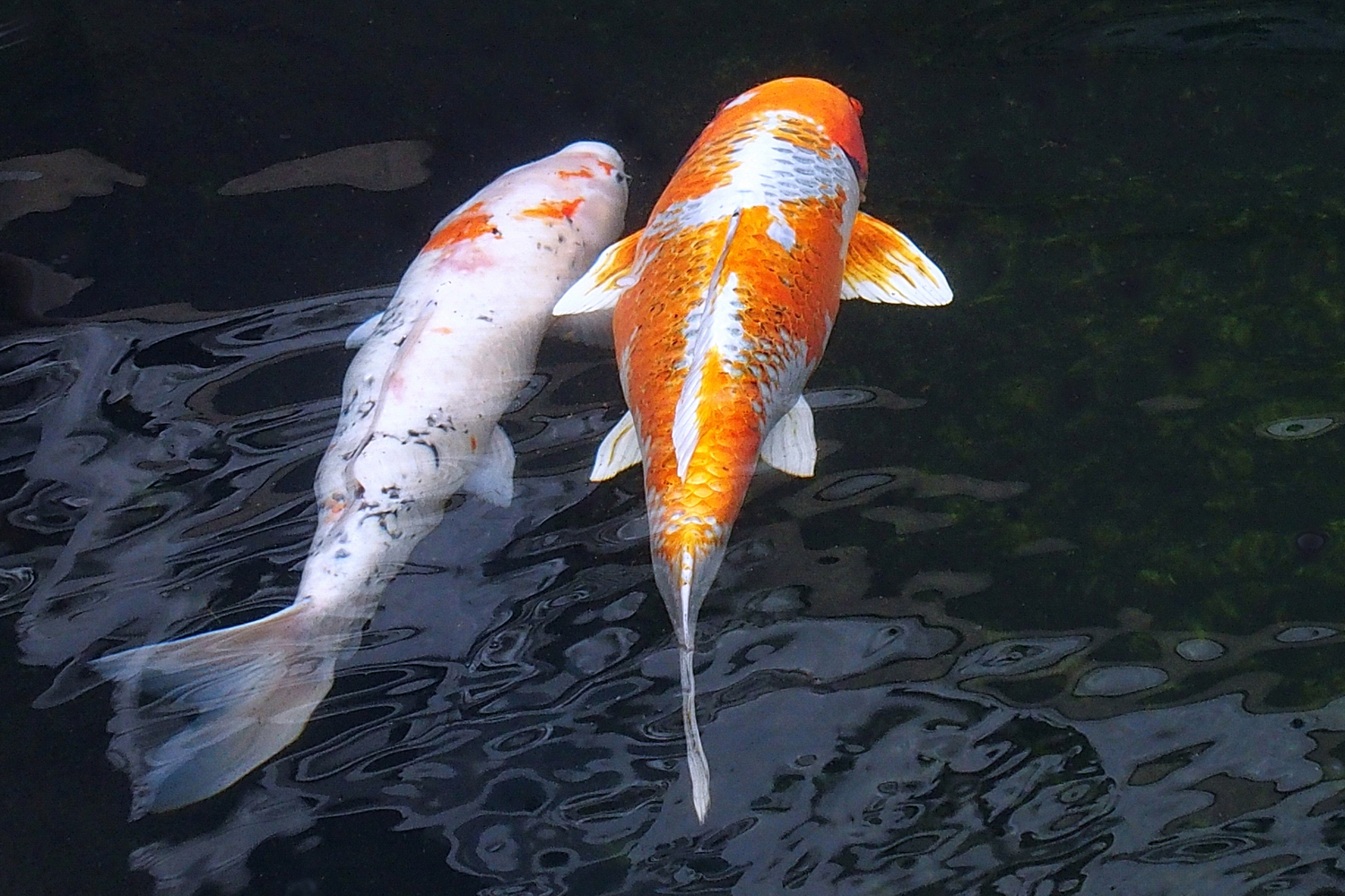陳永鑑_錦鯉遊緃_20201205e.jpg