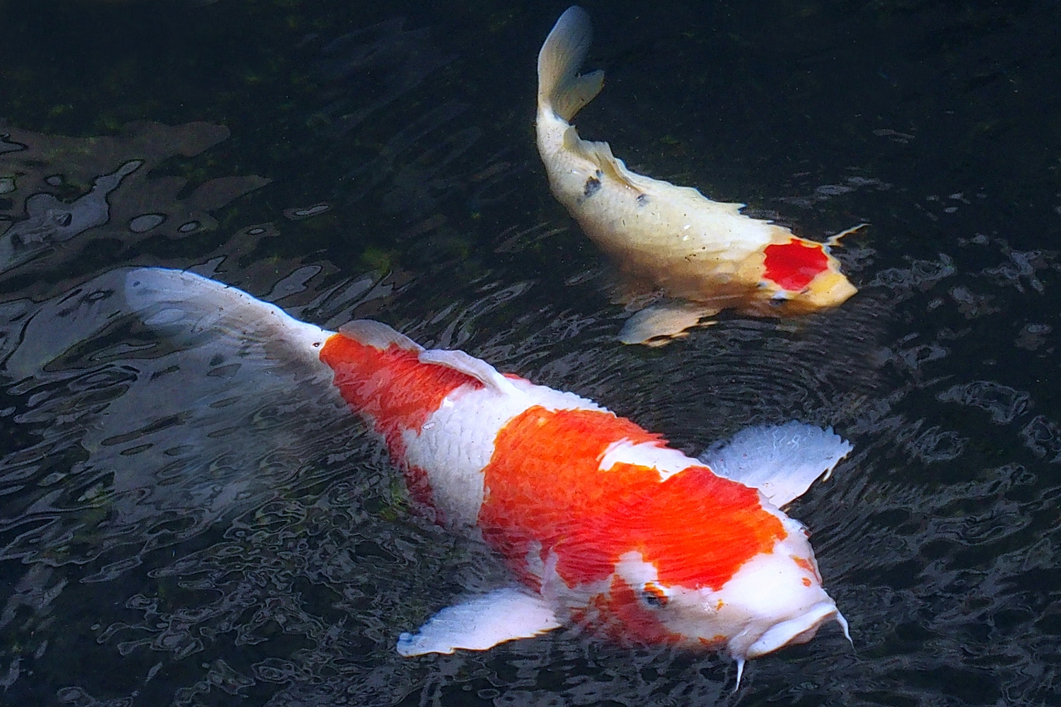 陳永鑑_錦鯉遊緃_20201205d.jpg