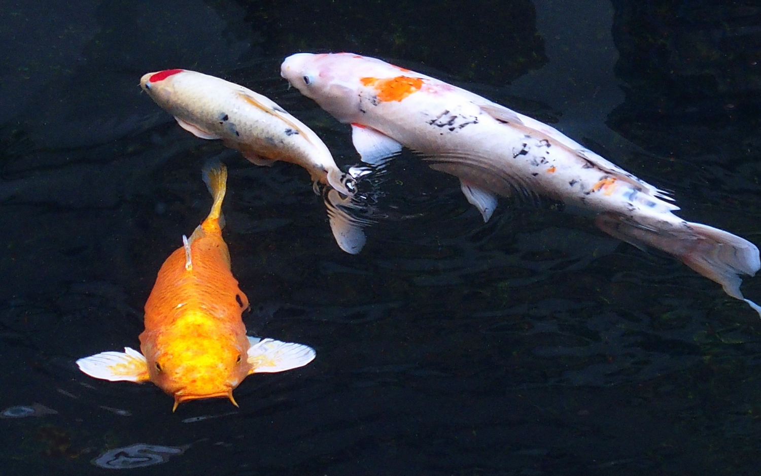陳永鑑_錦鯉遊緃_20201205c.jpg