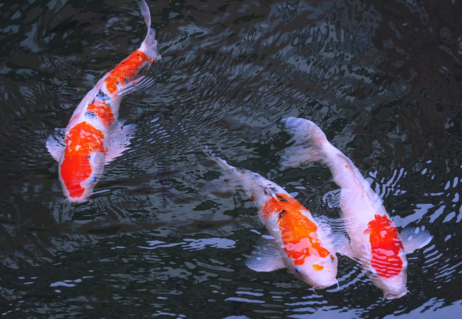 陳永鑑_錦鯉遊緃_20201206g.jpg