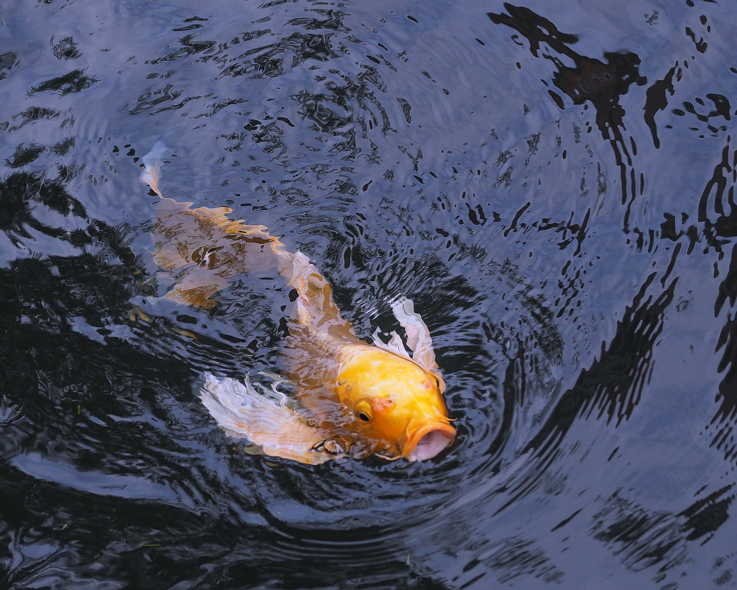 陳永鑑_錦鯉遊緃_20201206e.jpg