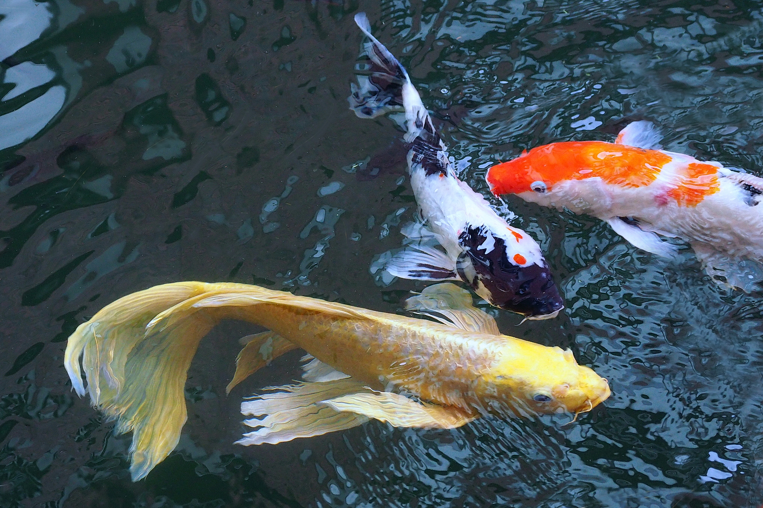 陳永鑑_錦鯉遊緃_20201206d.jpg