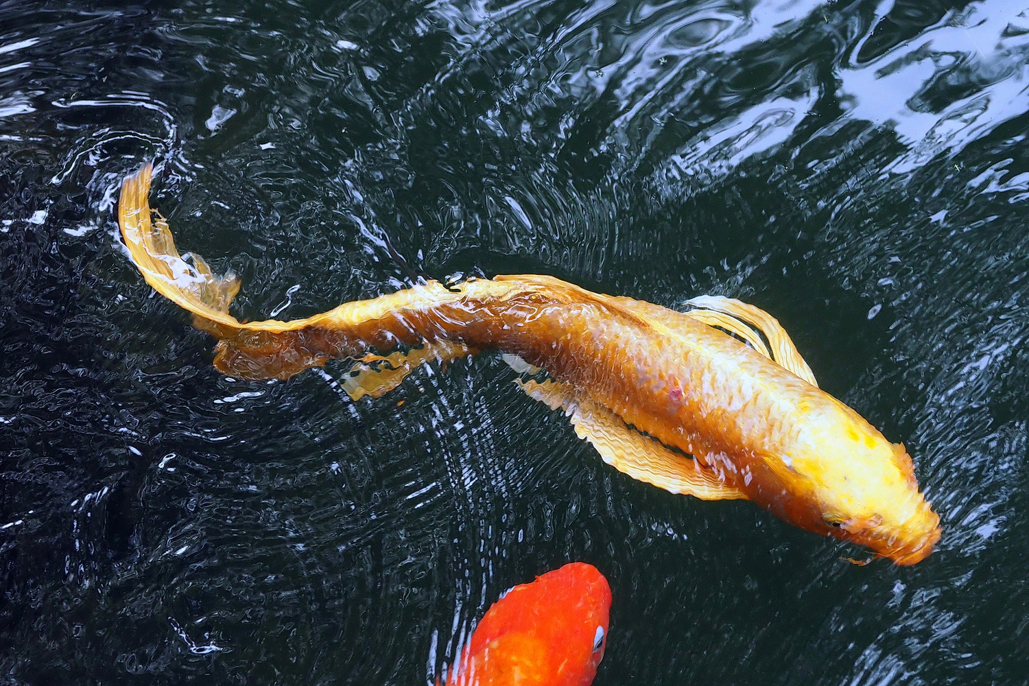 陳永鑑_錦鯉遊緃_20201206c.jpg