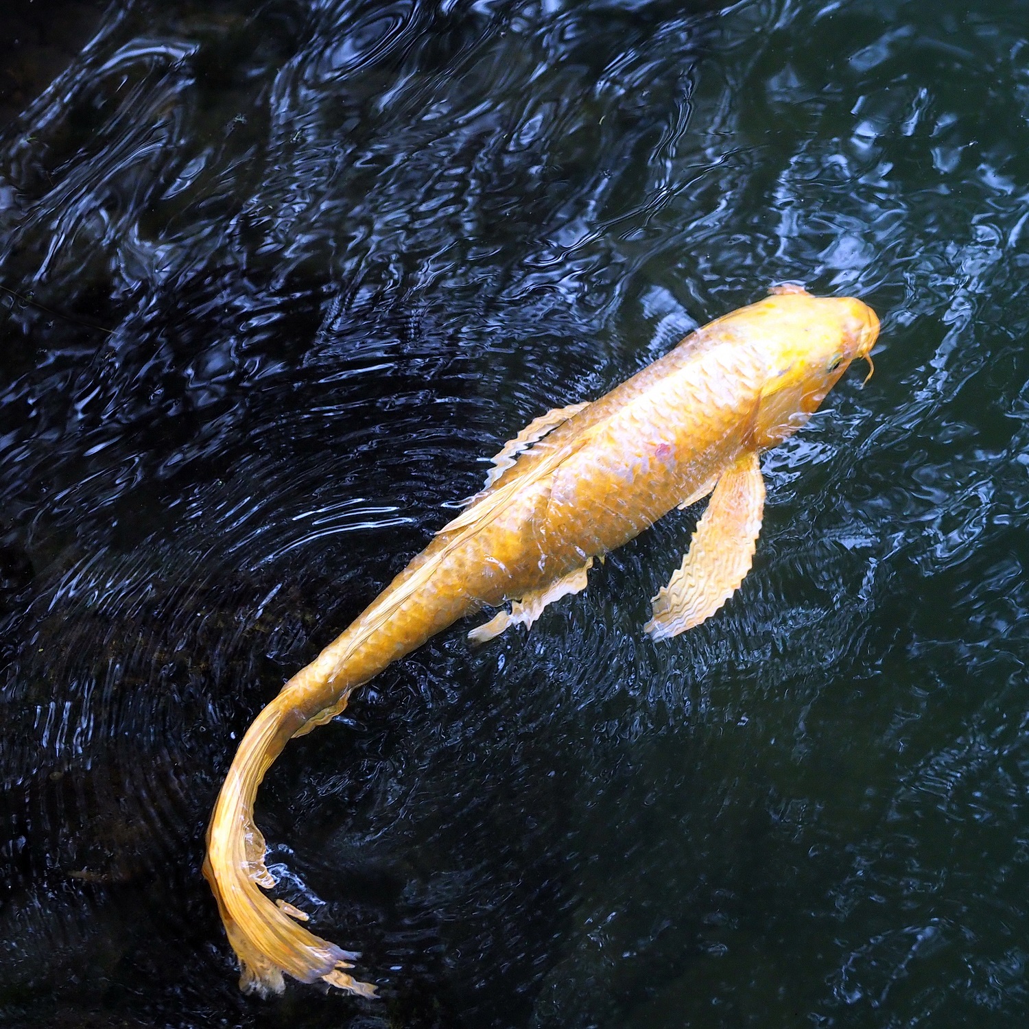 陳永鑑_錦鯉遊緃_20201206b.jpg