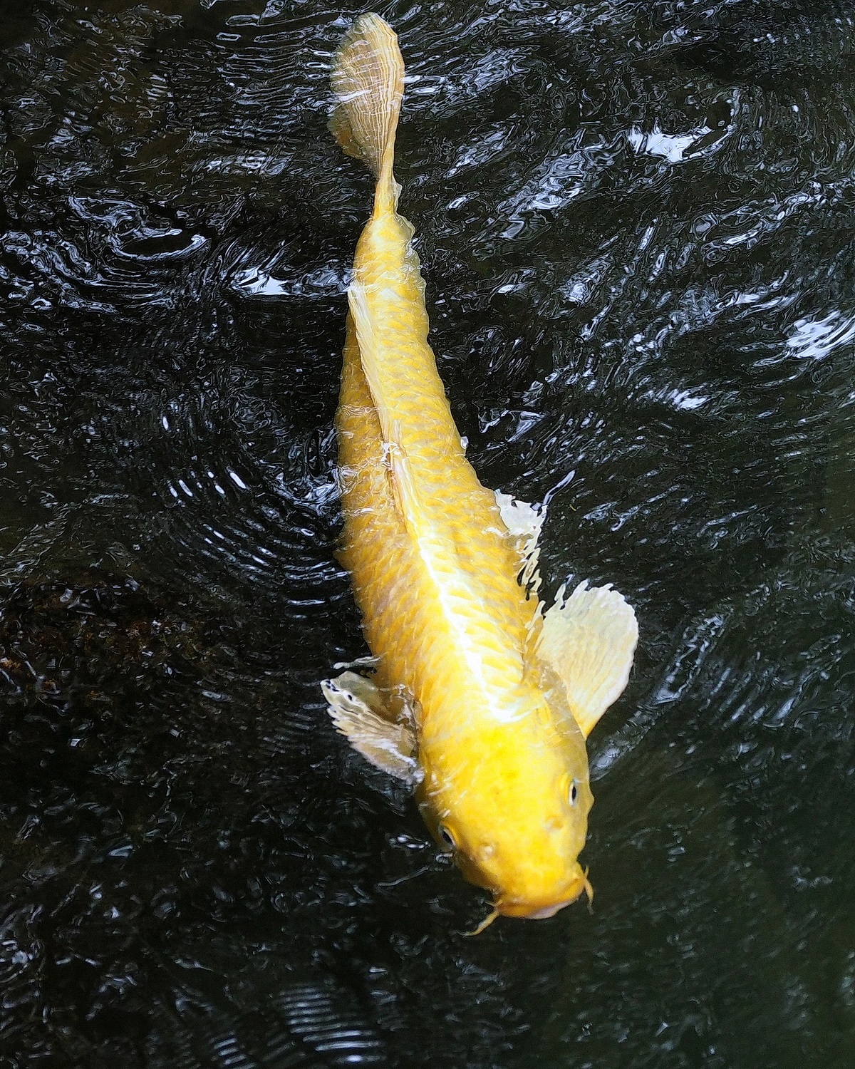 陳永鑑_錦鯉遊緃_20201207c.jpg