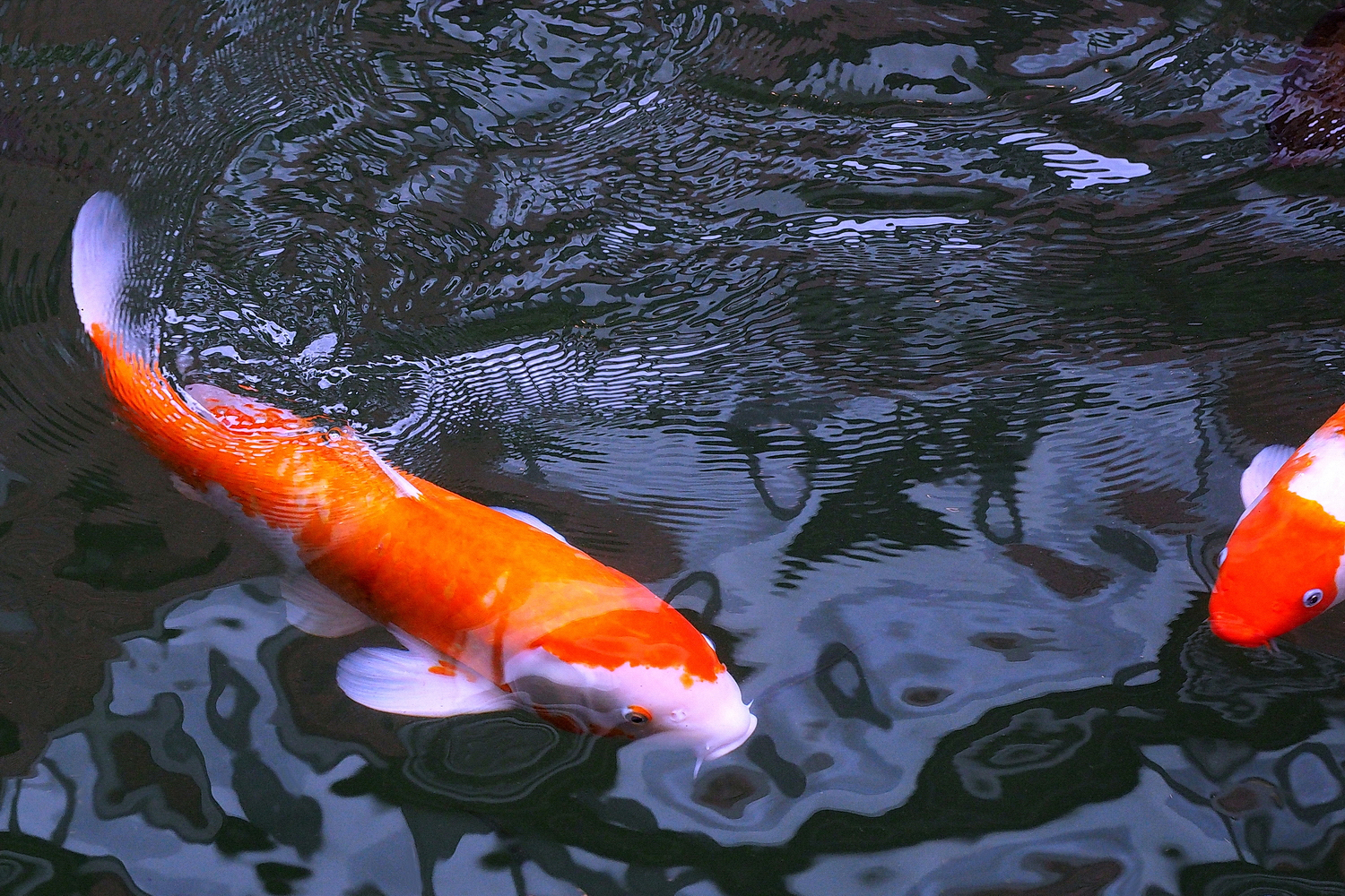 陳永鑑_錦鯉遊緃_20201207d.jpg