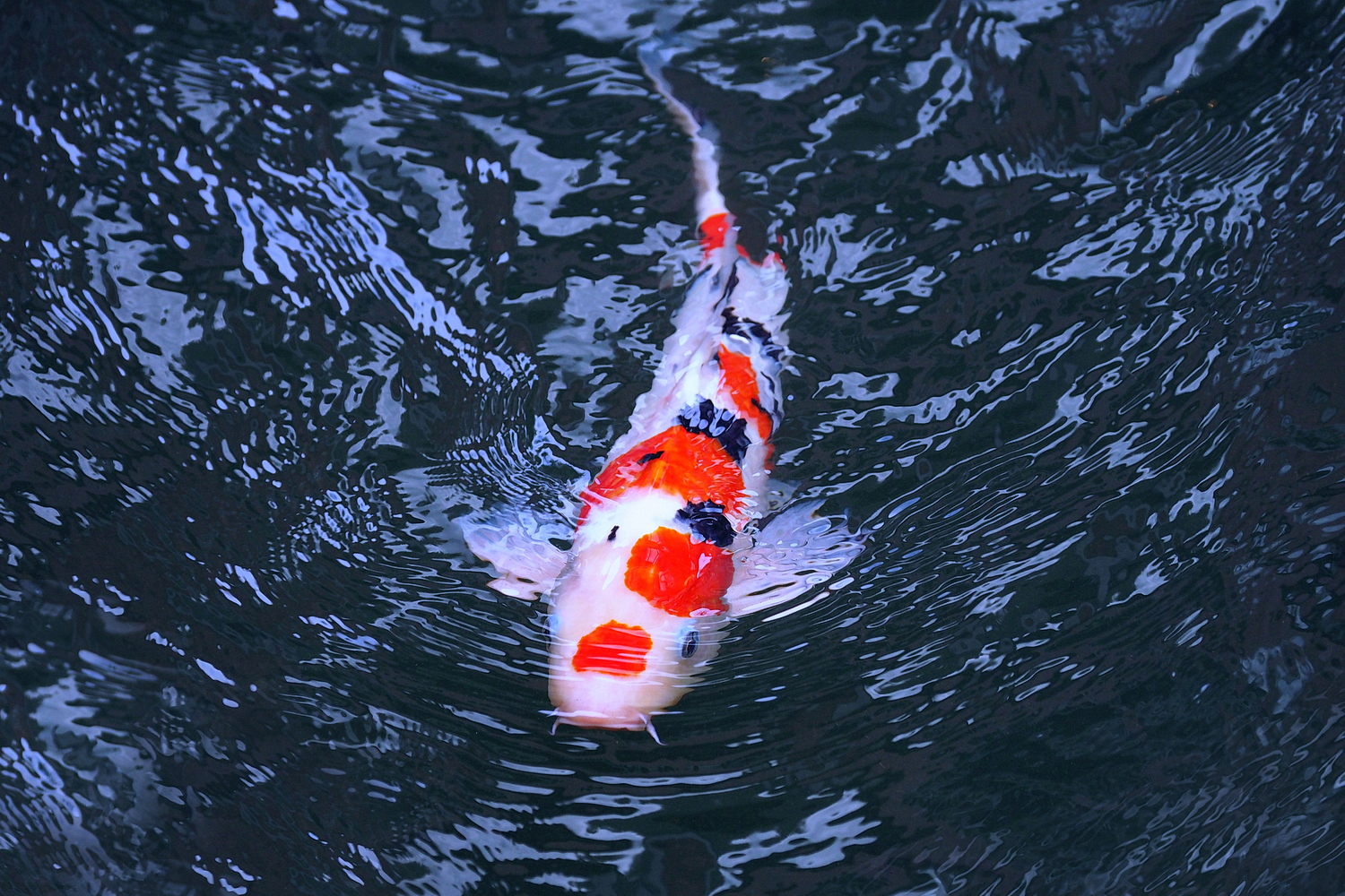 陳永鑑_錦鯉遊緃_20201207a.jpg