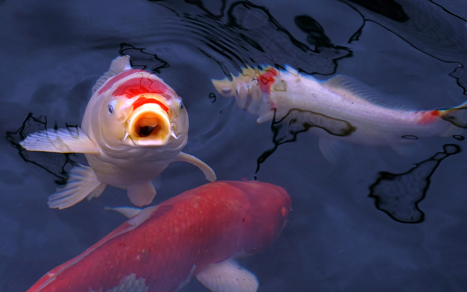 陳永鑑_錦鯉遊緃_20201208g.jpg