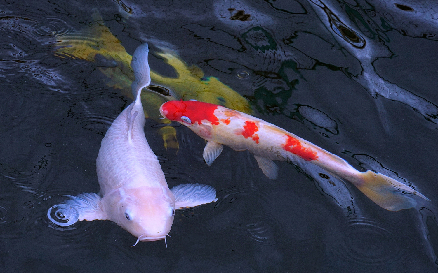 陳永鑑_錦鯉遊緃_20201208c.jpg