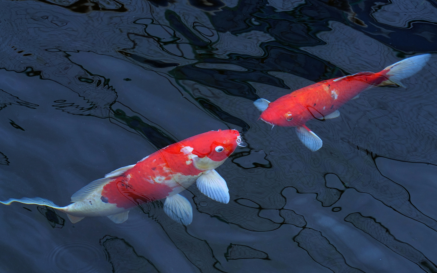 陳永鑑_錦鯉遊緃_20201208b.jpg