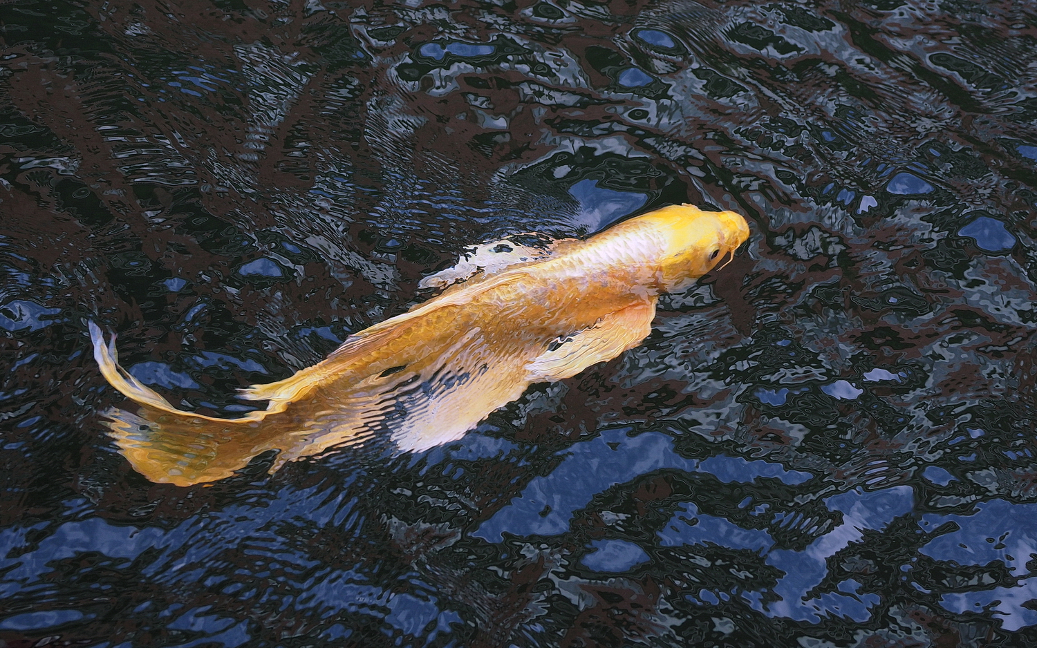 陳永鑑_錦鯉遊緃_20201208r.jpg