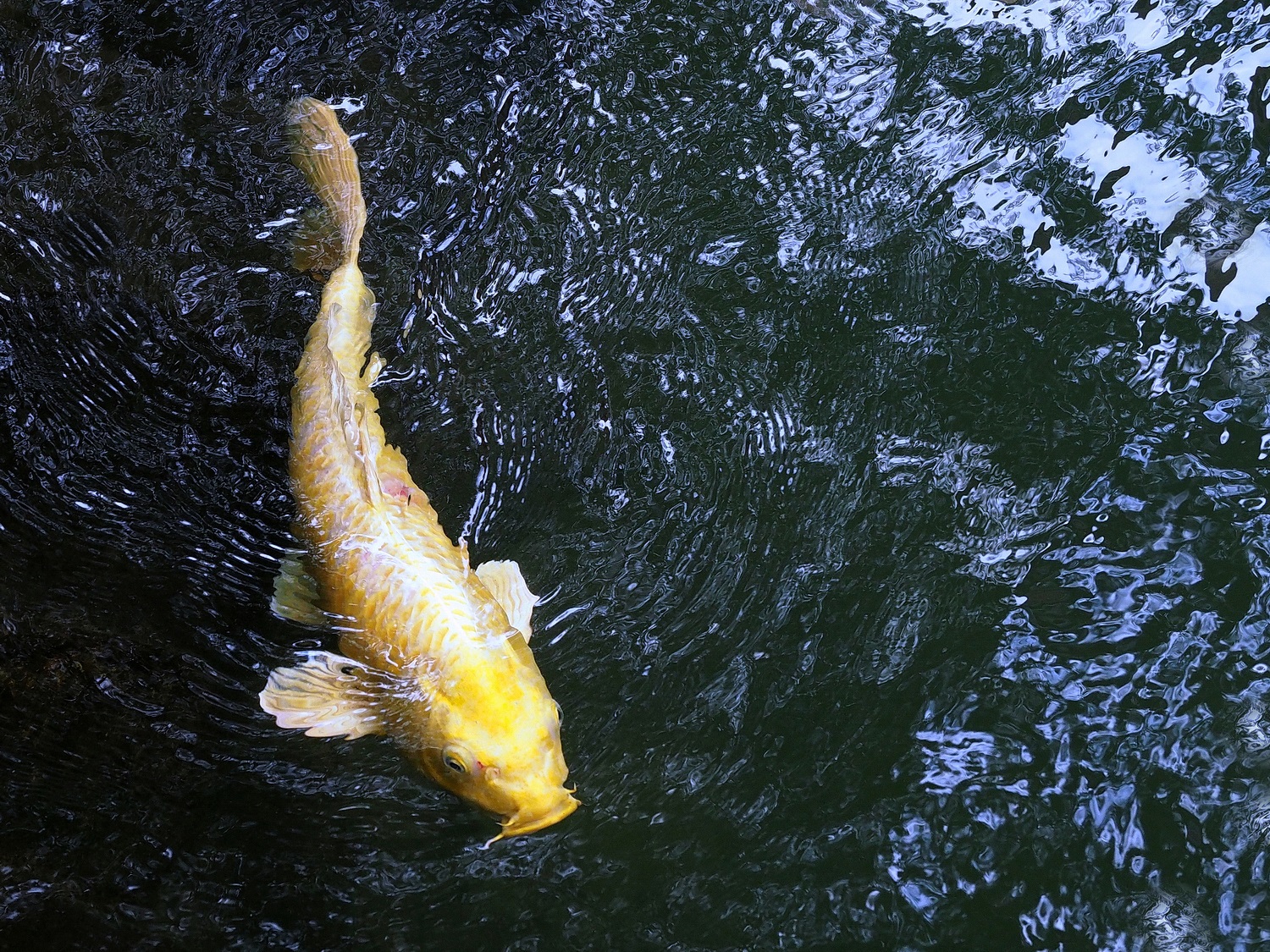 陳永鑑_錦鯉遊緃_20201208n.jpg