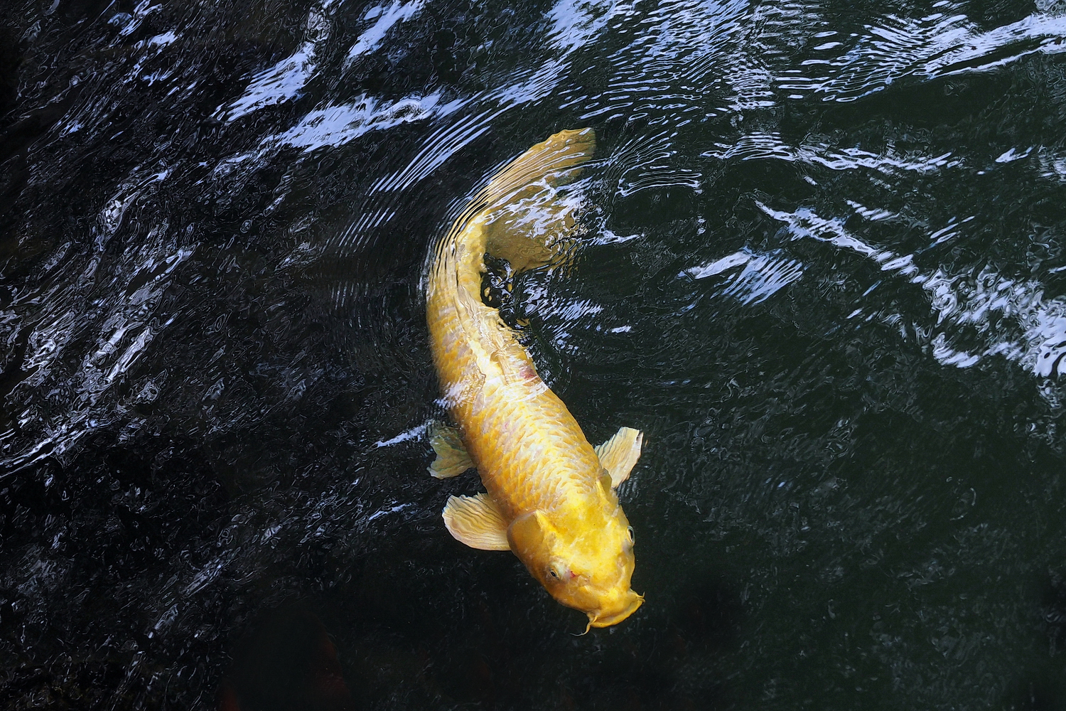 陳永鑑_錦鯉遊緃_20201208l.jpg