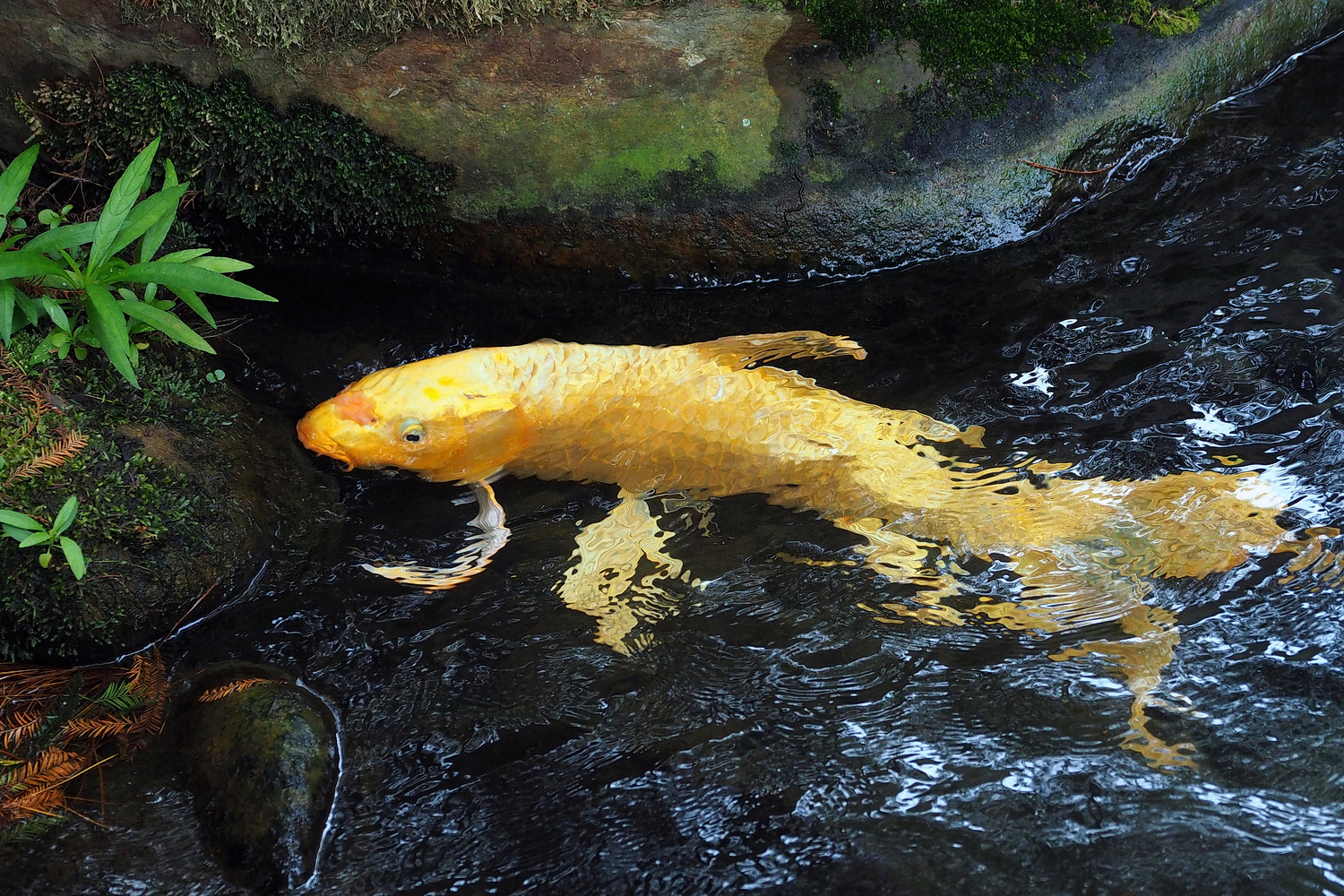 陳永鑑_錦鯉遊緃_20201208k.jpg