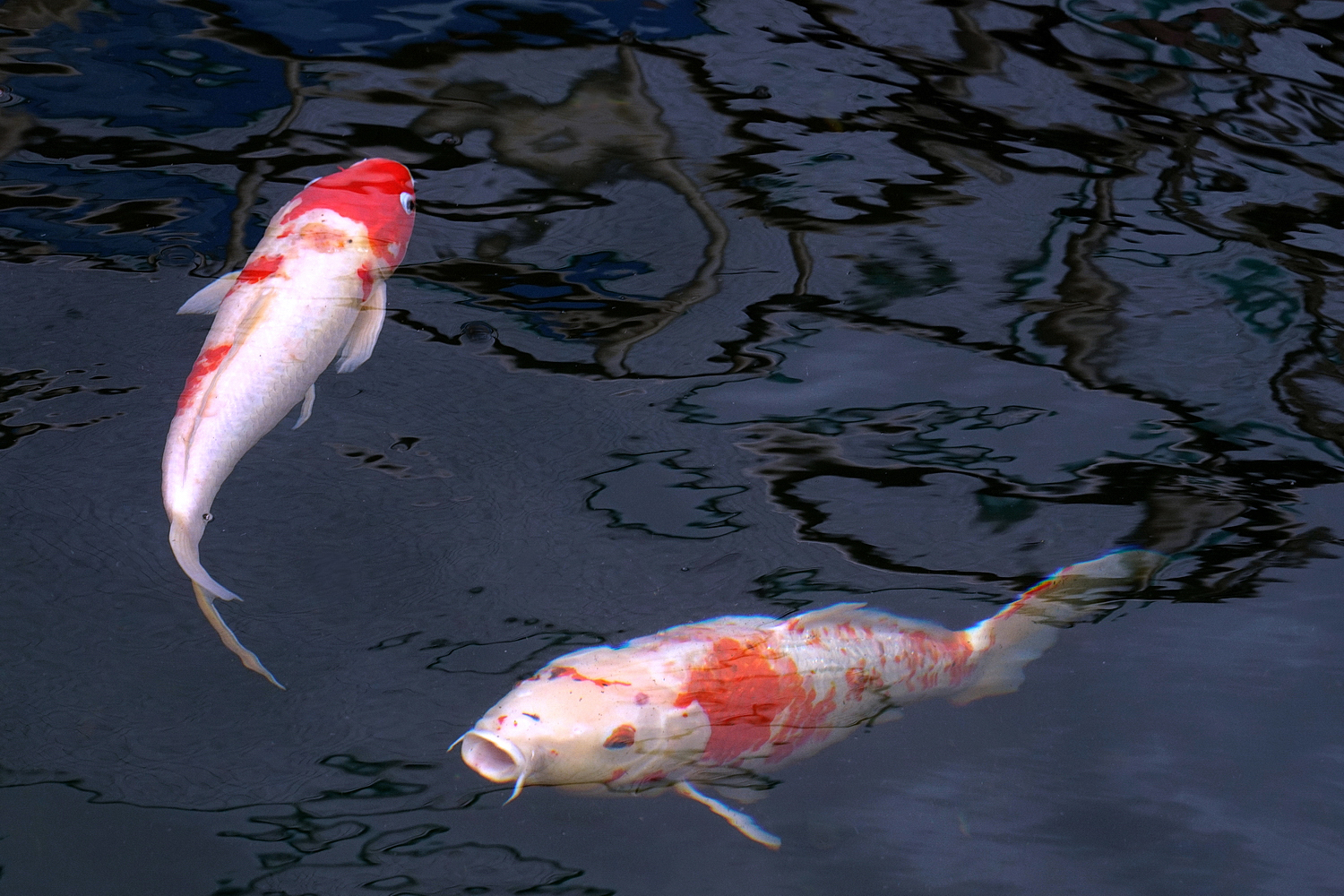 陳永鑑_錦鯉遊緃_20201208j.jpg