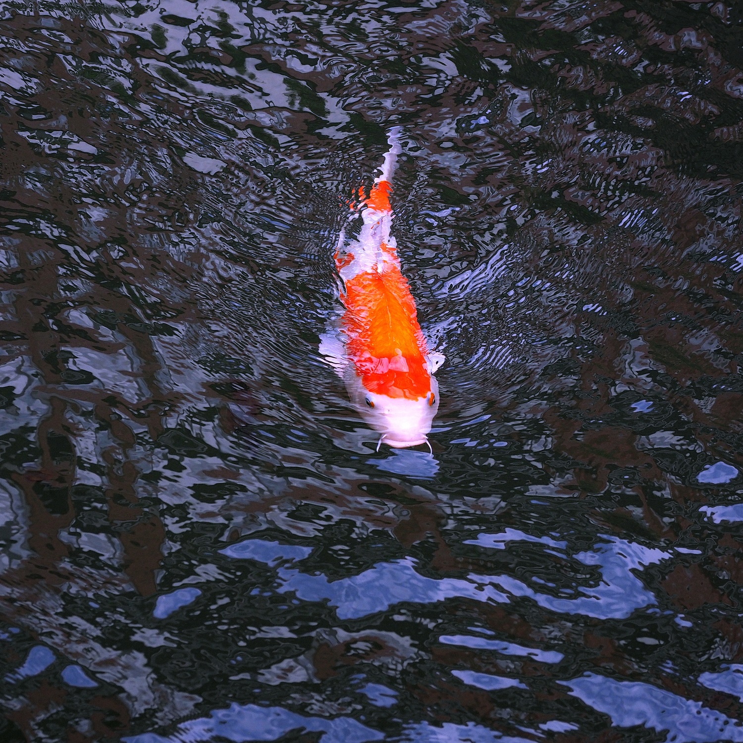 陳永鑑_錦鯉遊緃_20201209d.jpg