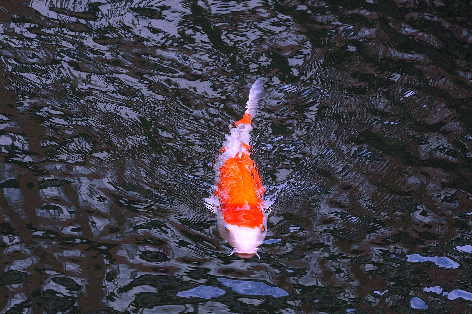 陳永鑑_錦鯉遊緃_20201209c.jpg