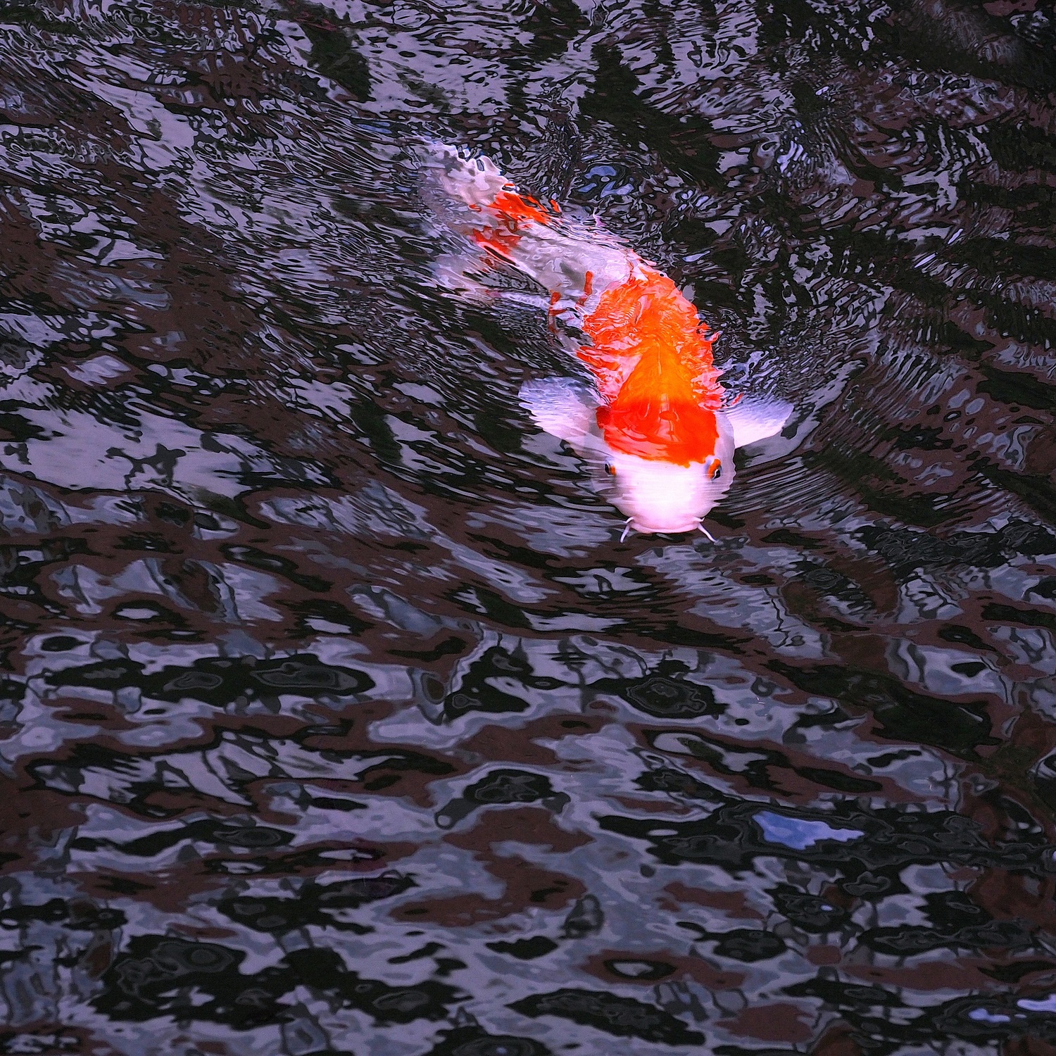 陳永鑑_錦鯉遊緃_20201209b.jpg