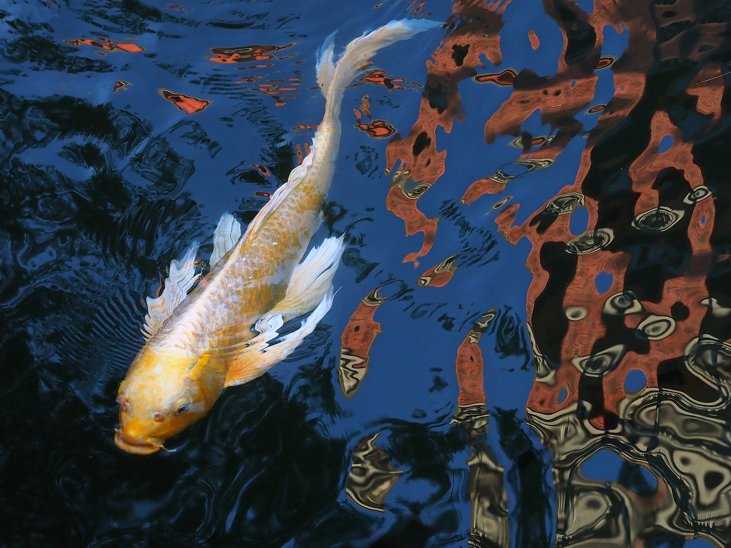 陳永鑑_錦鯉遊緃_20201210f.jpg