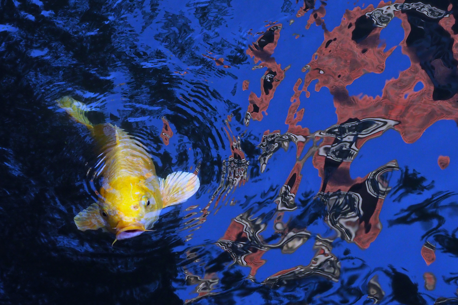 陳永鑑_錦鯉遊緃_20201210d.jpg