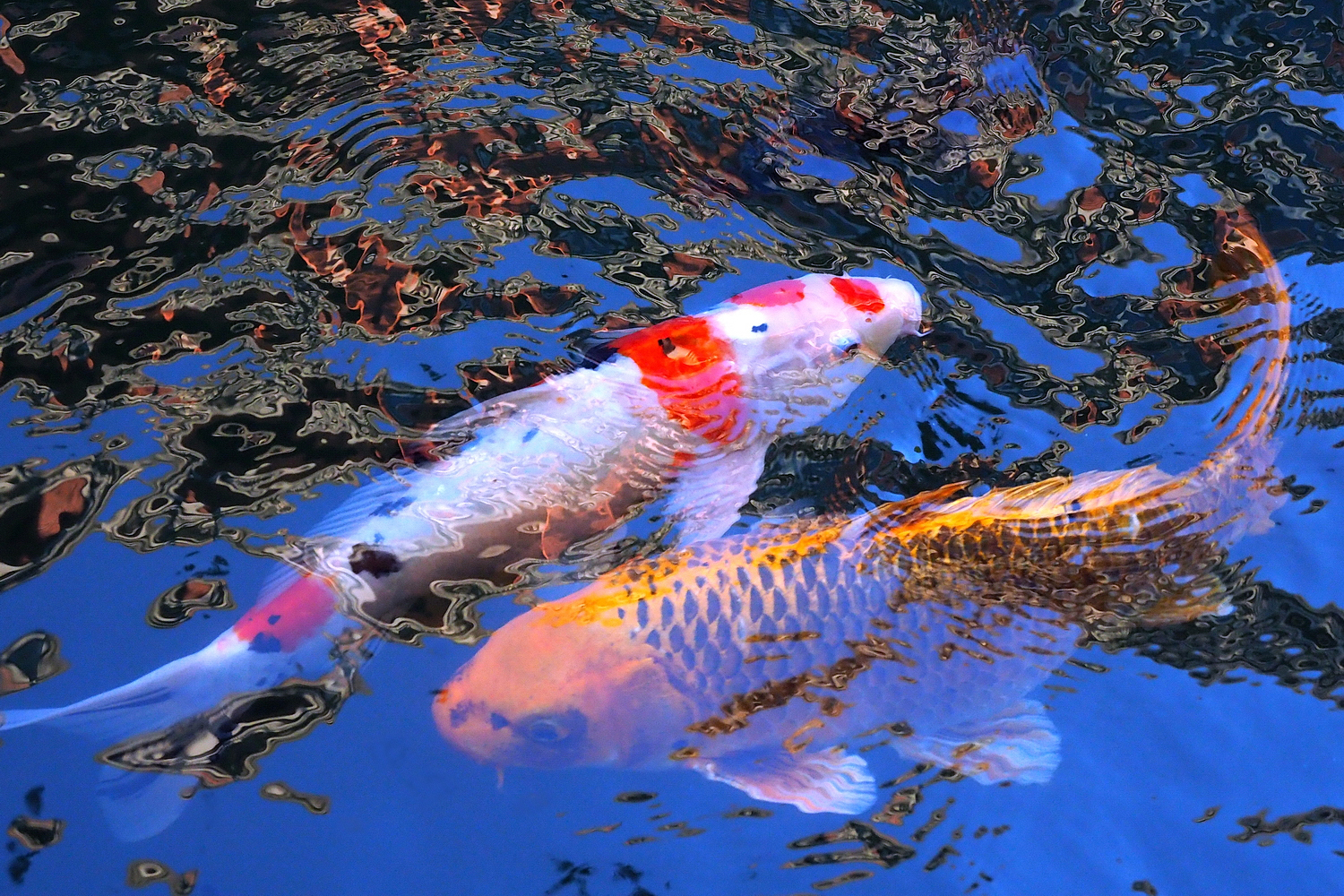 陳永鑑_錦鯉遊緃_20201210c.jpg