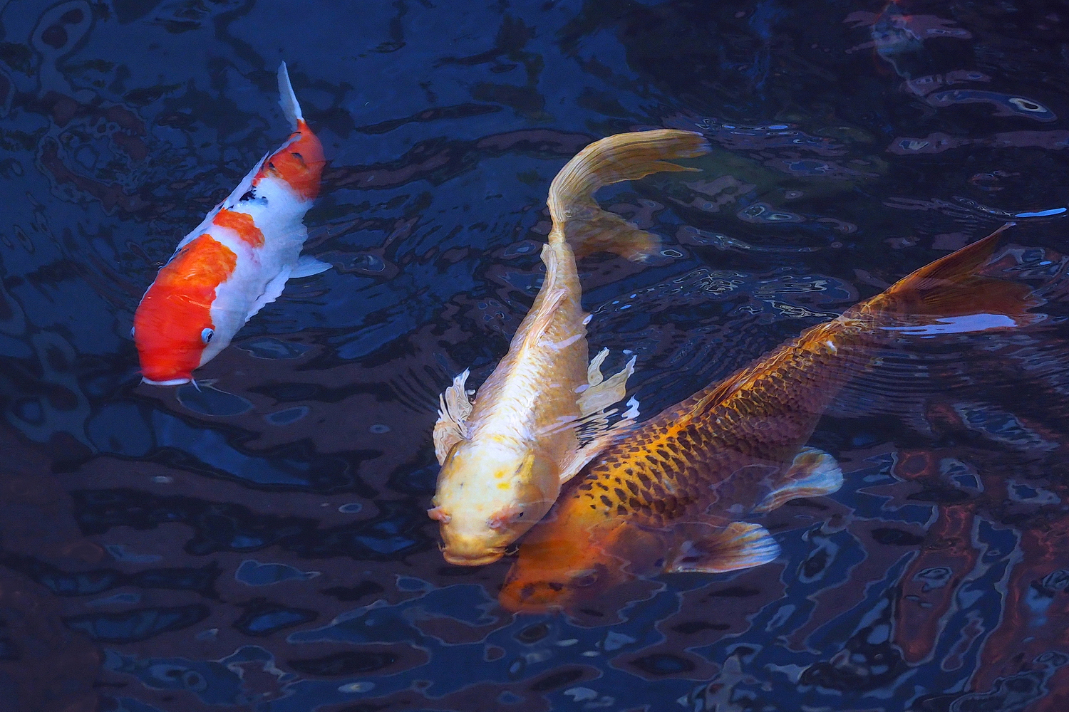 陳永鑑_錦鯉遊緃_20201210a.jpg