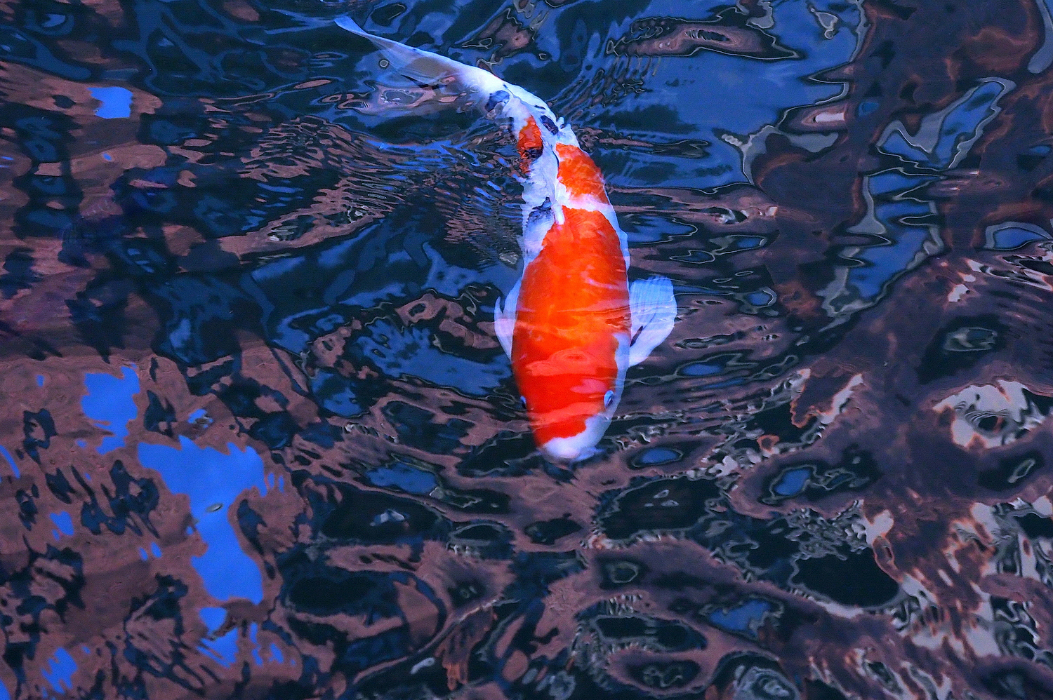陳永鑑_錦鯉遊緃_20201210k.jpg