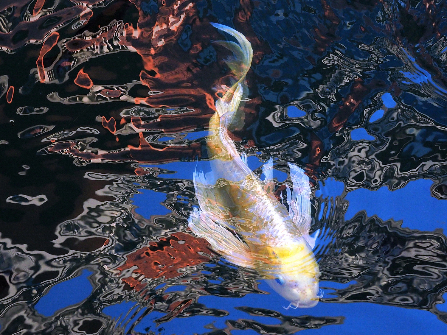 陳永鑑_錦鯉遊緃_20201210g.jpg