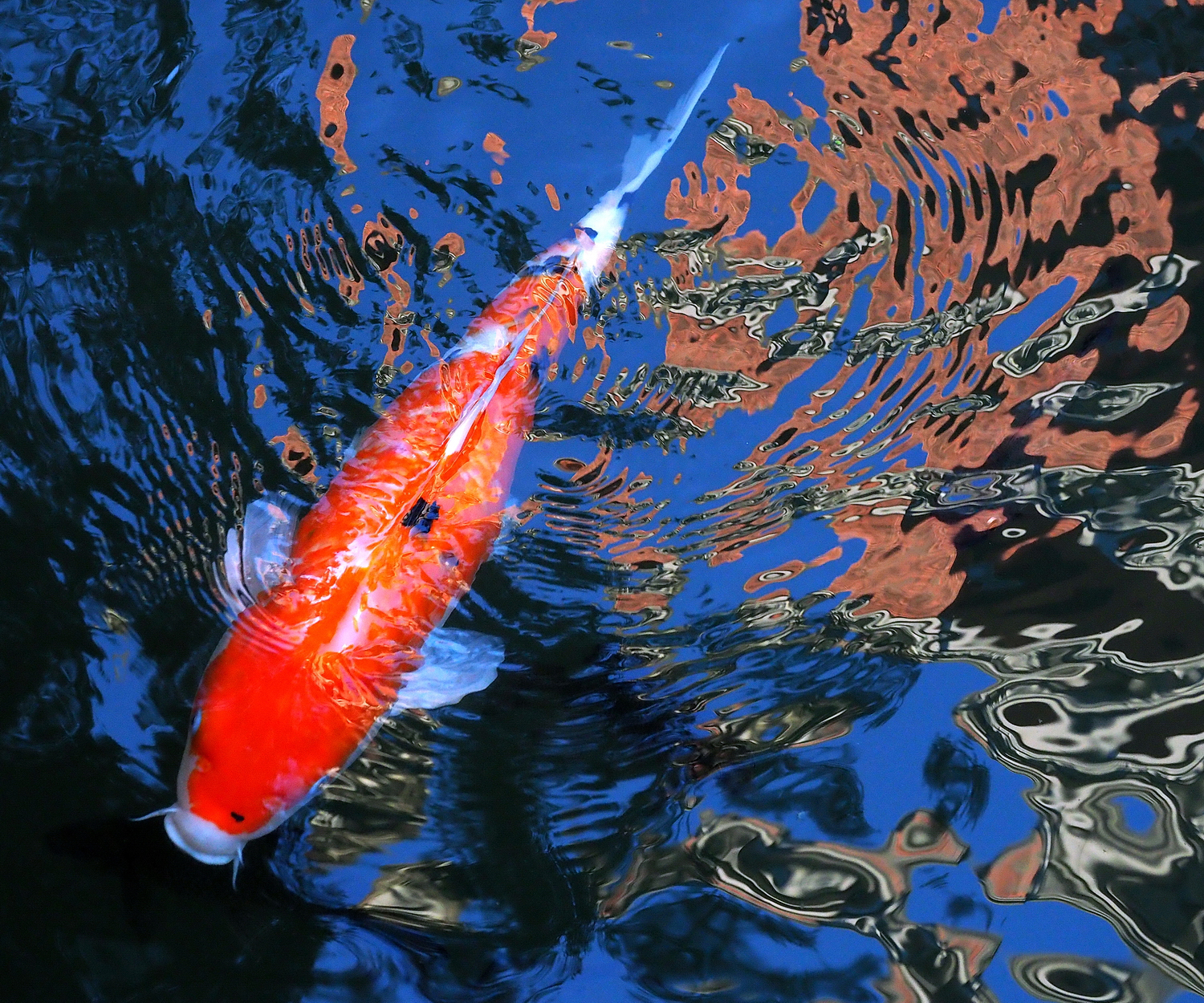 陳永鑑_錦鯉遊緃_20201211c.jpg