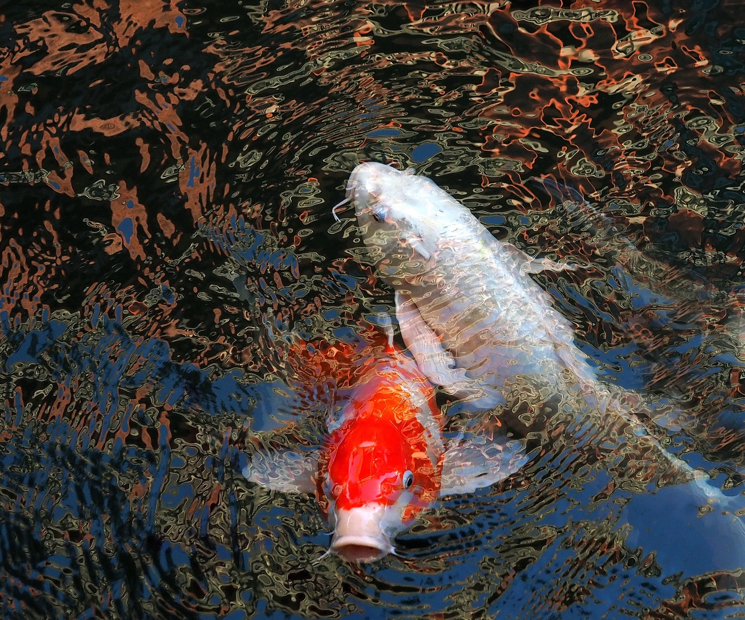 陳永鑑_錦鯉遊緃_20201211f.jpg