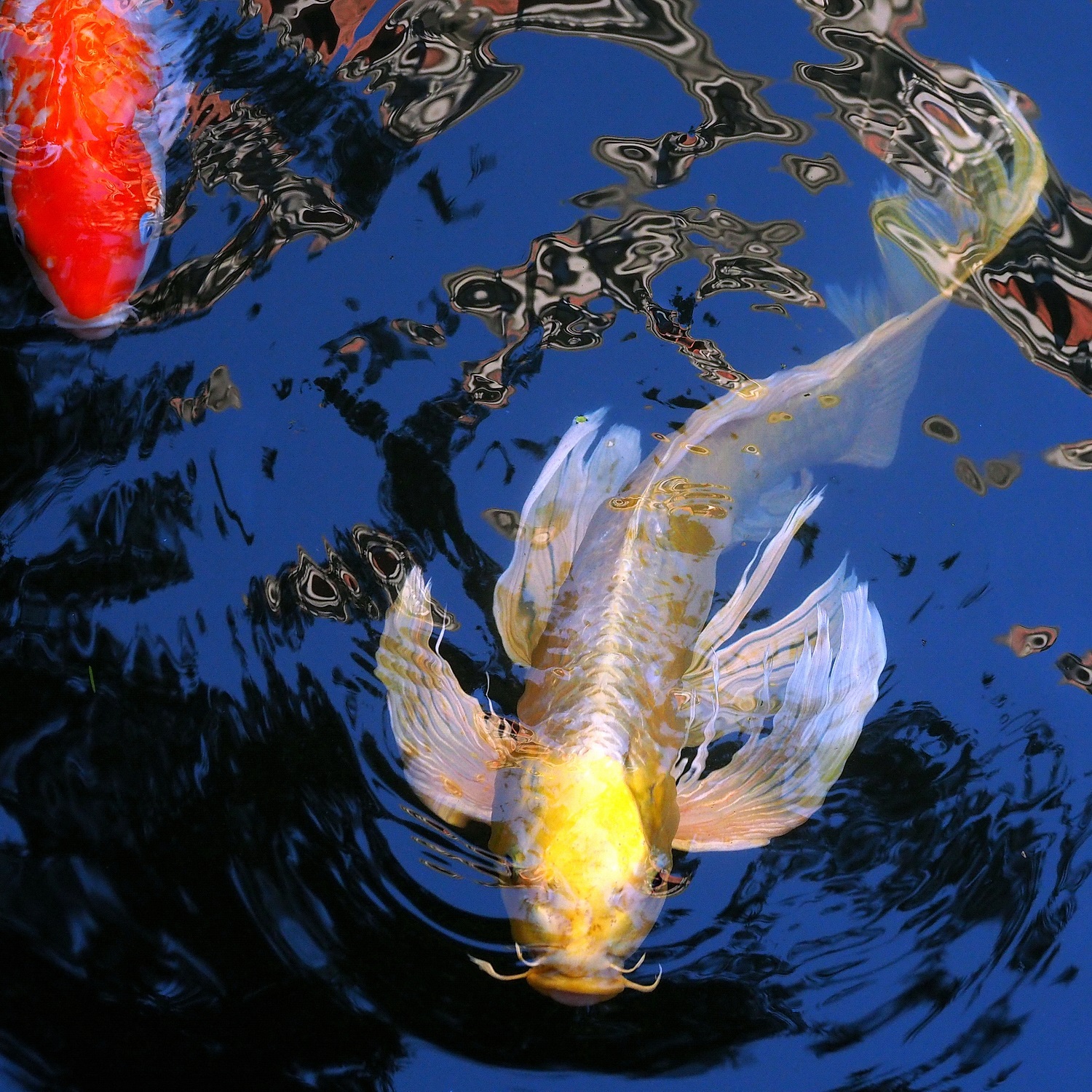 陳永鑑_錦鯉遊緃_20201215i.jpg