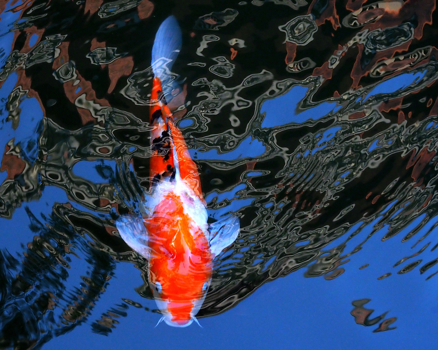 陳永鑑_錦鯉遊緃_20201215c.jpg