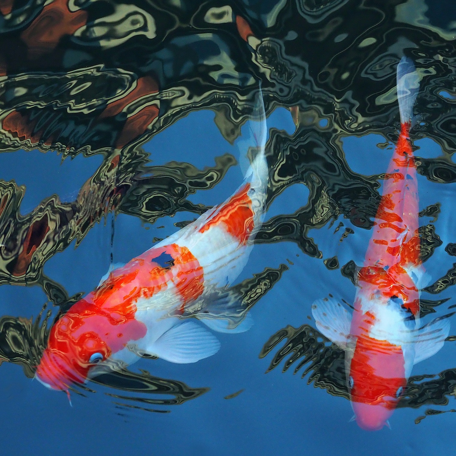 陳永鑑_錦鯉遊緃_20201215a.jpg