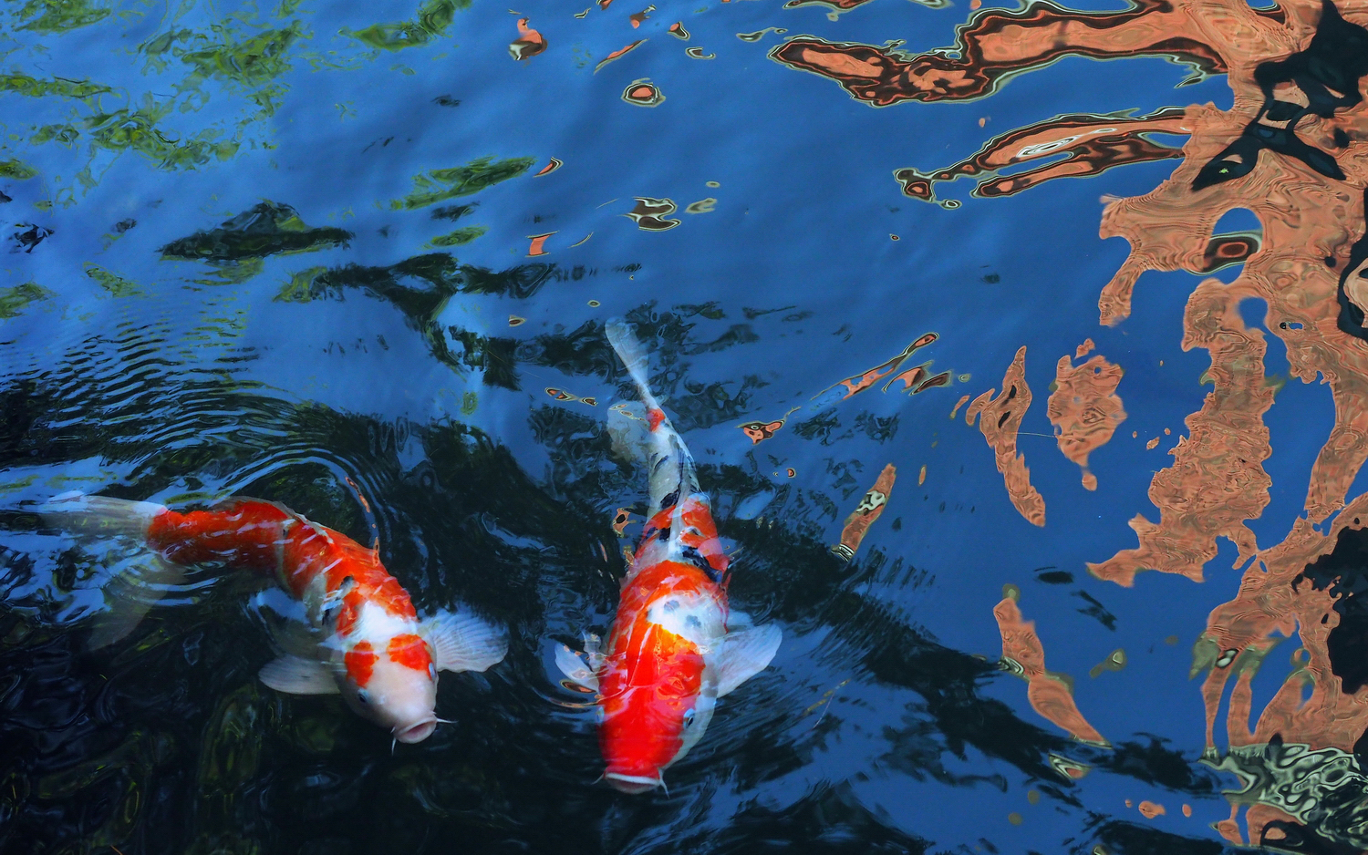 陳永鑑_錦鯉遊緃_20201216i.jpg