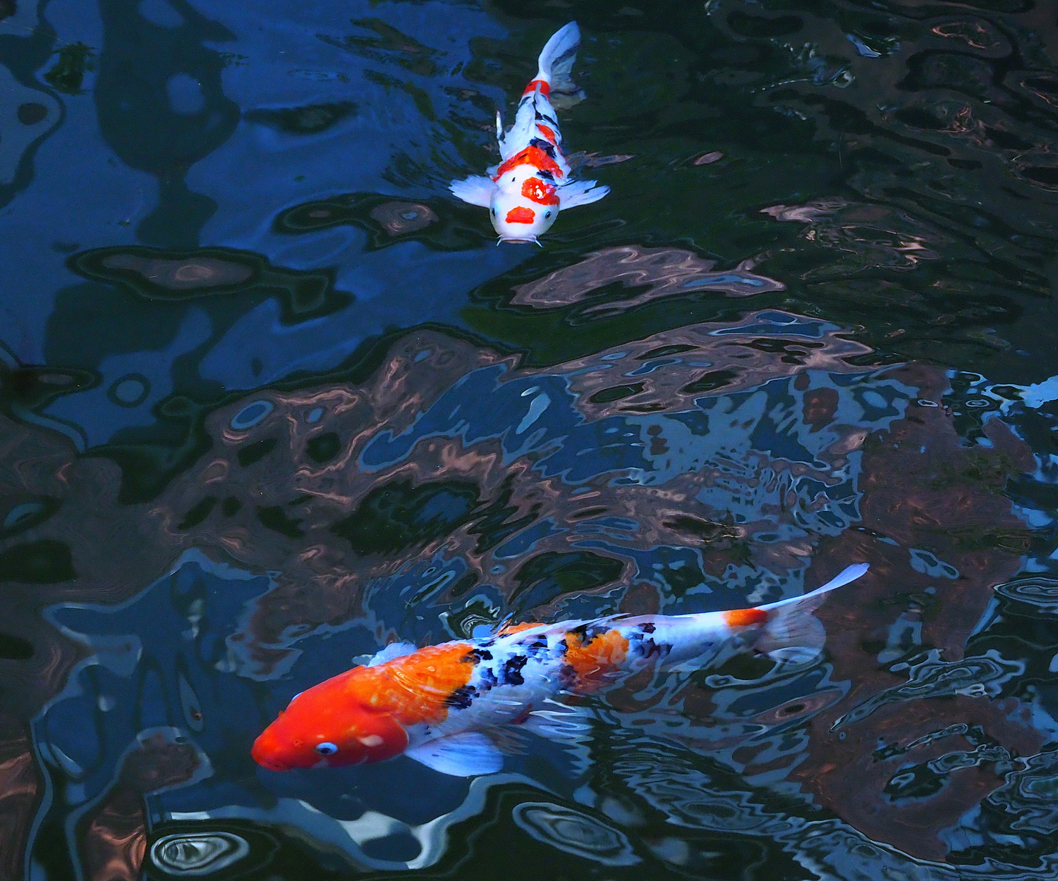 陳永鑑_錦鯉遊緃_20201216g.jpg