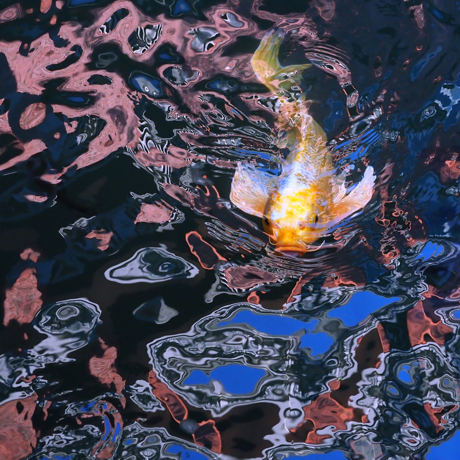 陳永鑑_錦鯉遊緃_20201216c.jpg