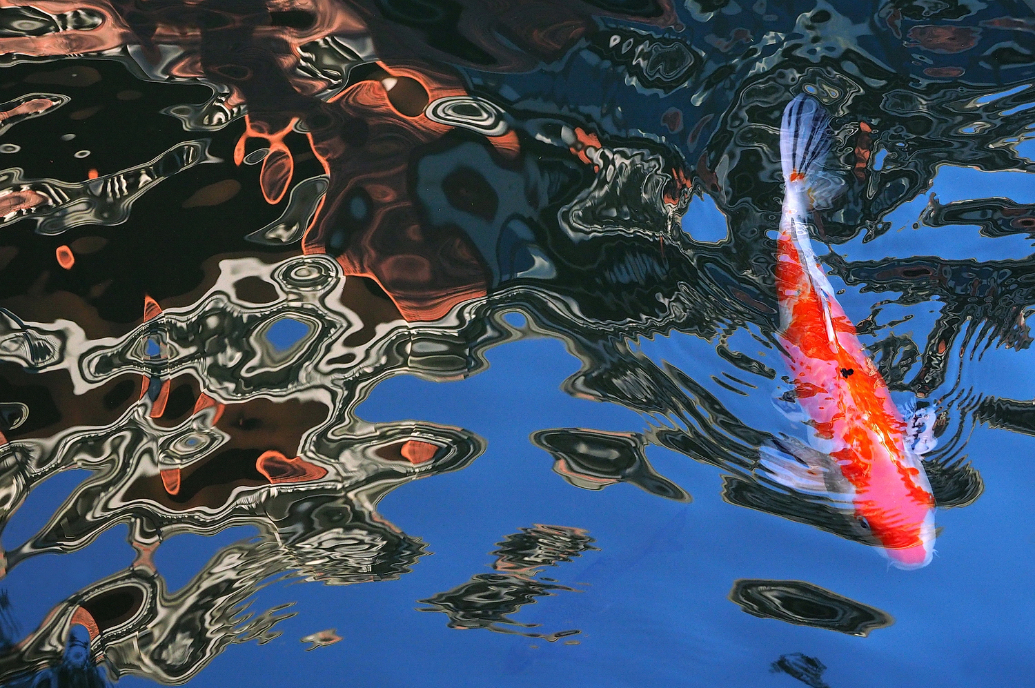 陳永鑑_錦鯉遊緃_20201216o.jpg