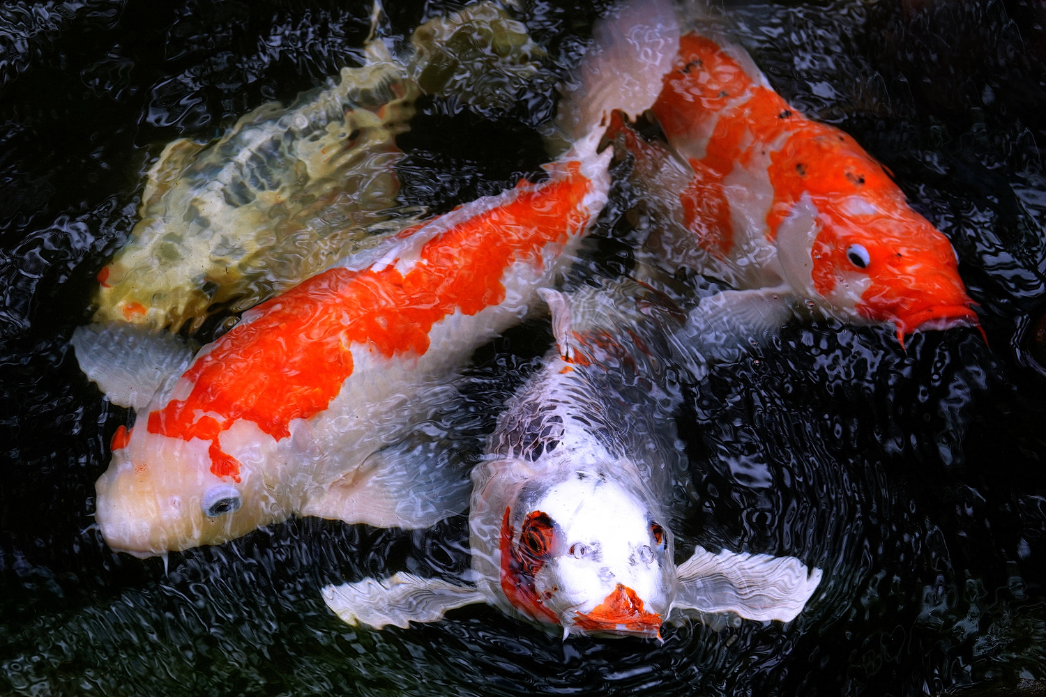 陳永鑑_錦鯉遊緃_20201219e.jpg