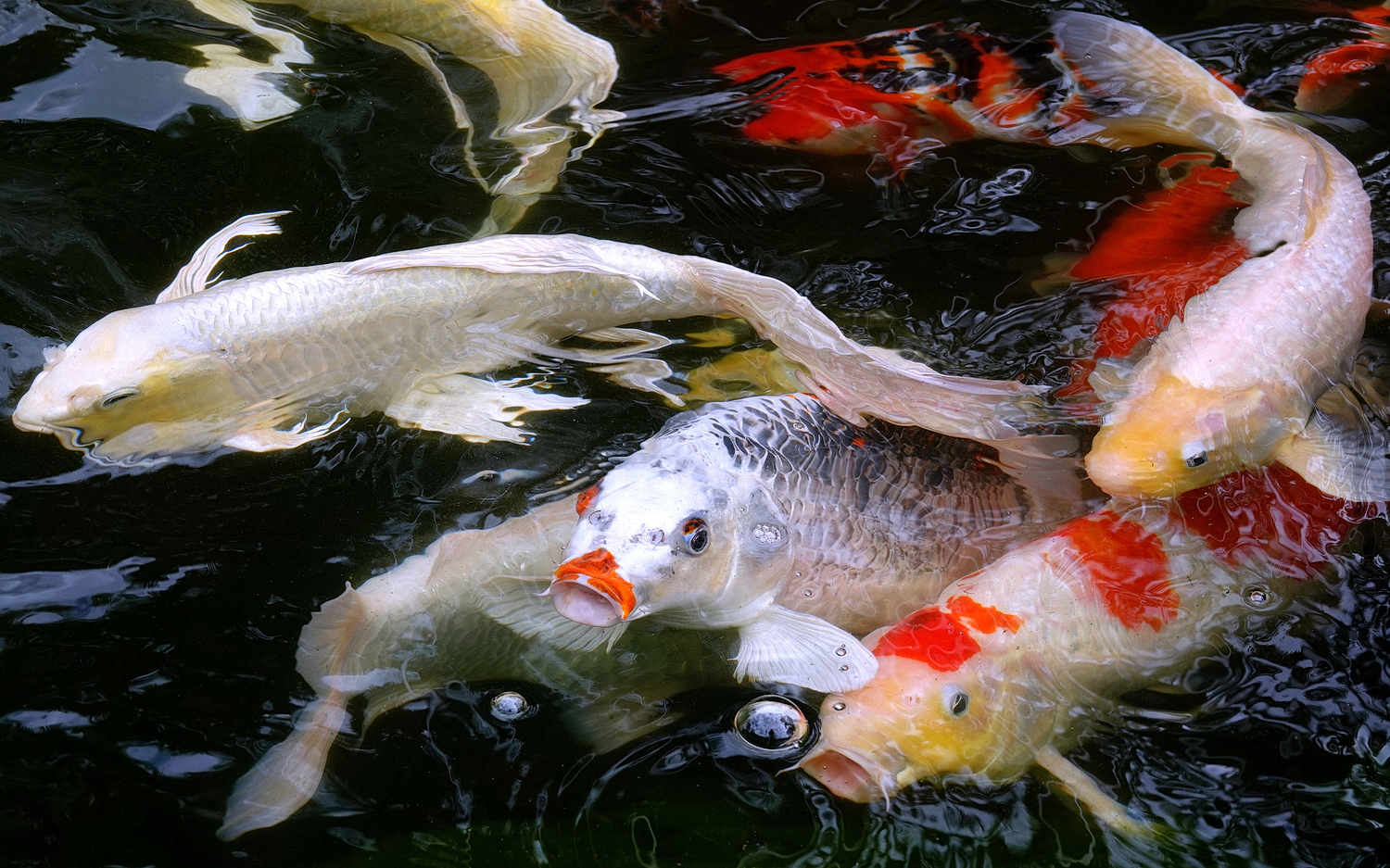 陳永鑑_錦鯉遊緃_20201219d.jpg