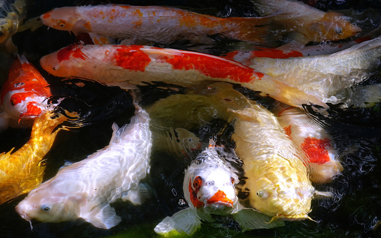 陳永鑑_錦鯉遊緃_20201220a.jpg