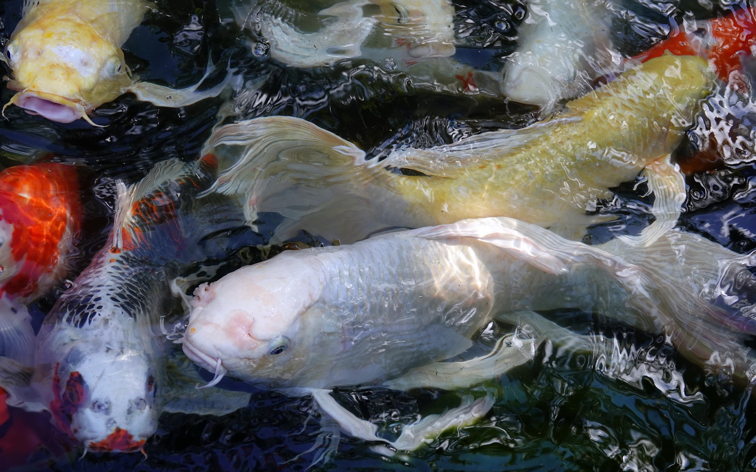 陳永鑑_錦鯉遊緃_20201221c.jpg