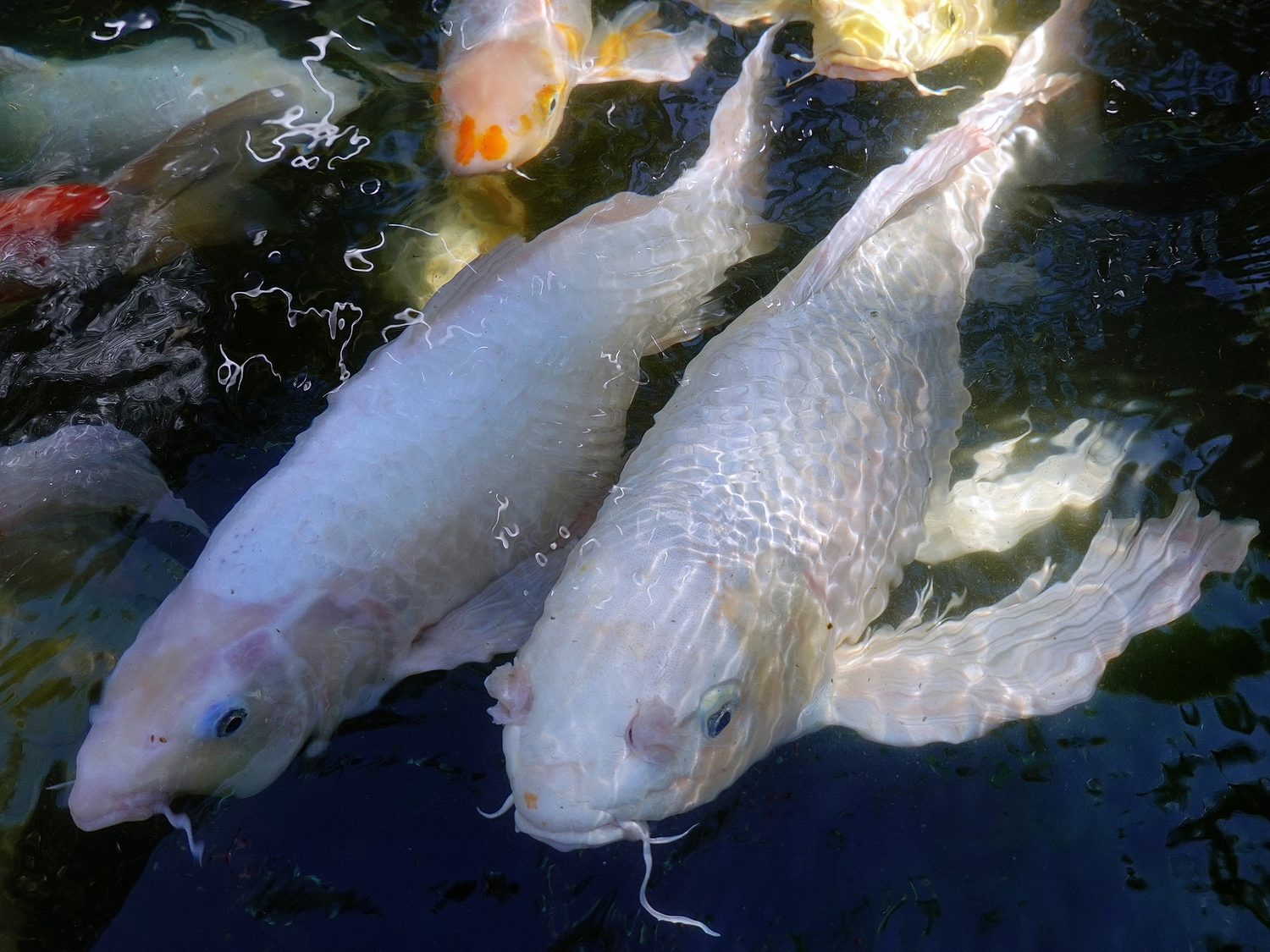 陳永鑑_錦鯉遊緃_20201221b.jpg