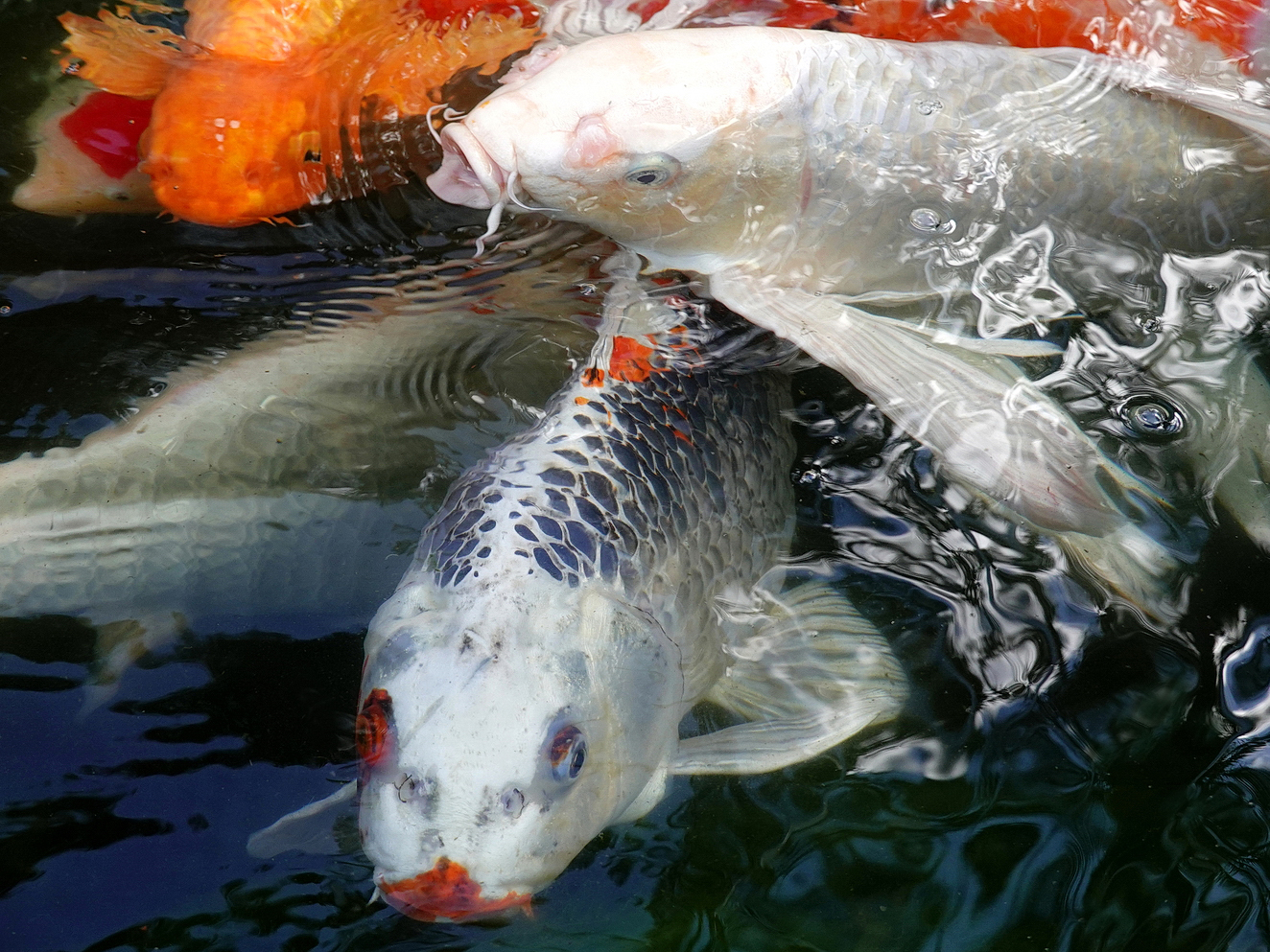 陳永鑑_錦鯉遊緃_20201222g.jpg