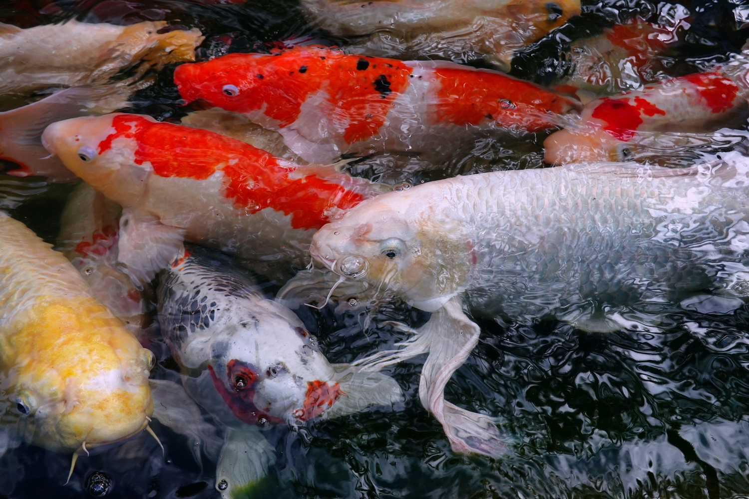 陳永鑑_錦鯉遊緃_20201222f.jpg