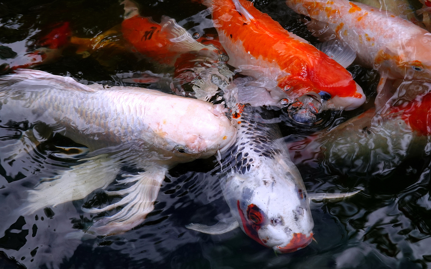 陳永鑑_錦鯉遊緃_20201222e.jpg