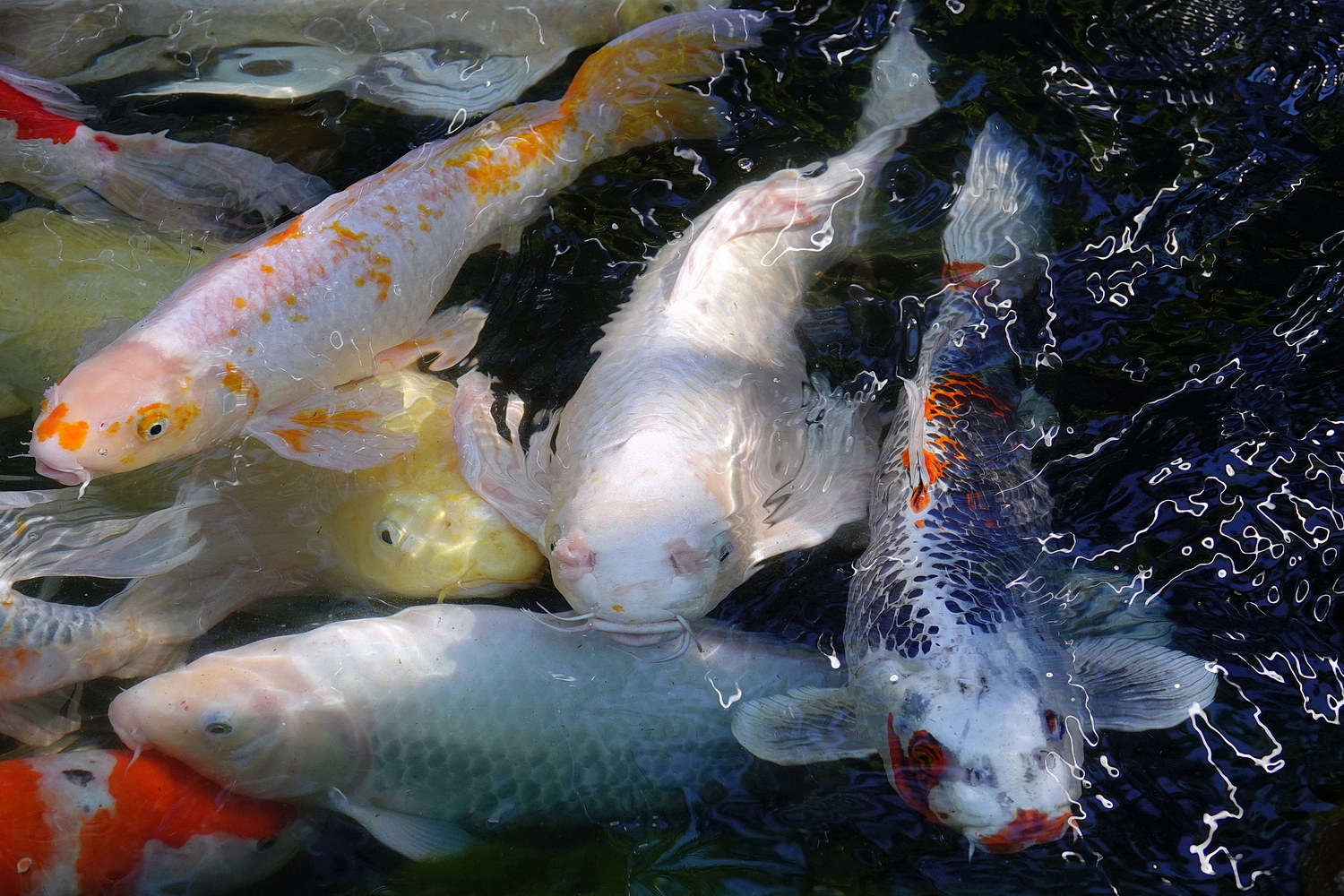 陳永鑑_錦鯉遊緃_20201222c.jpg