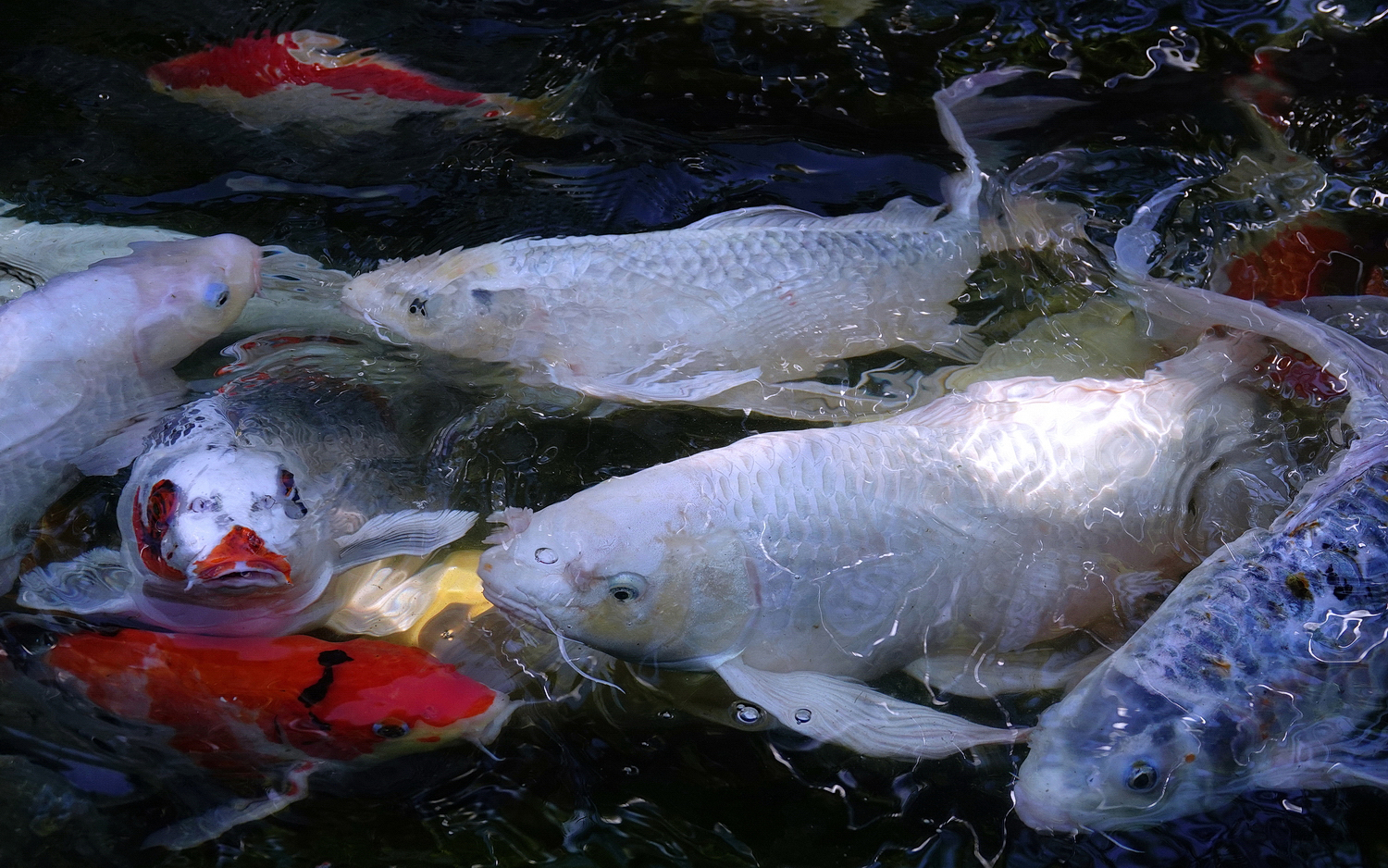 陳永鑑_錦鯉遊緃_20201222b.jpg