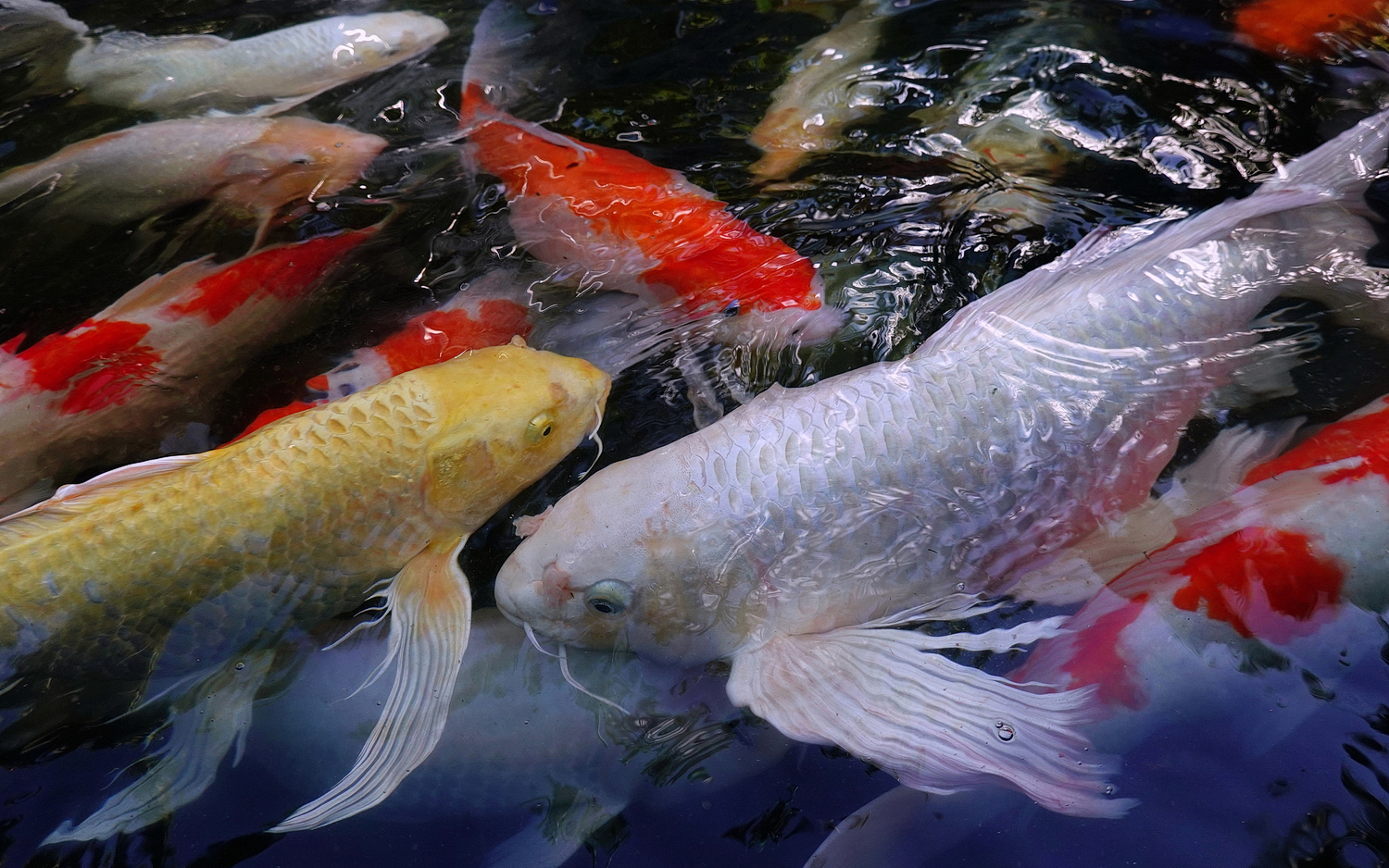 陳永鑑_錦鯉遊緃_20201223f.jpg