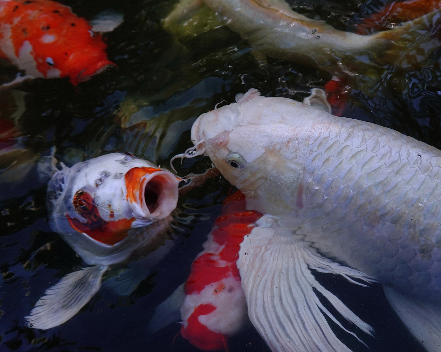 陳永鑑_錦鯉遊緃_20201223c.jpg