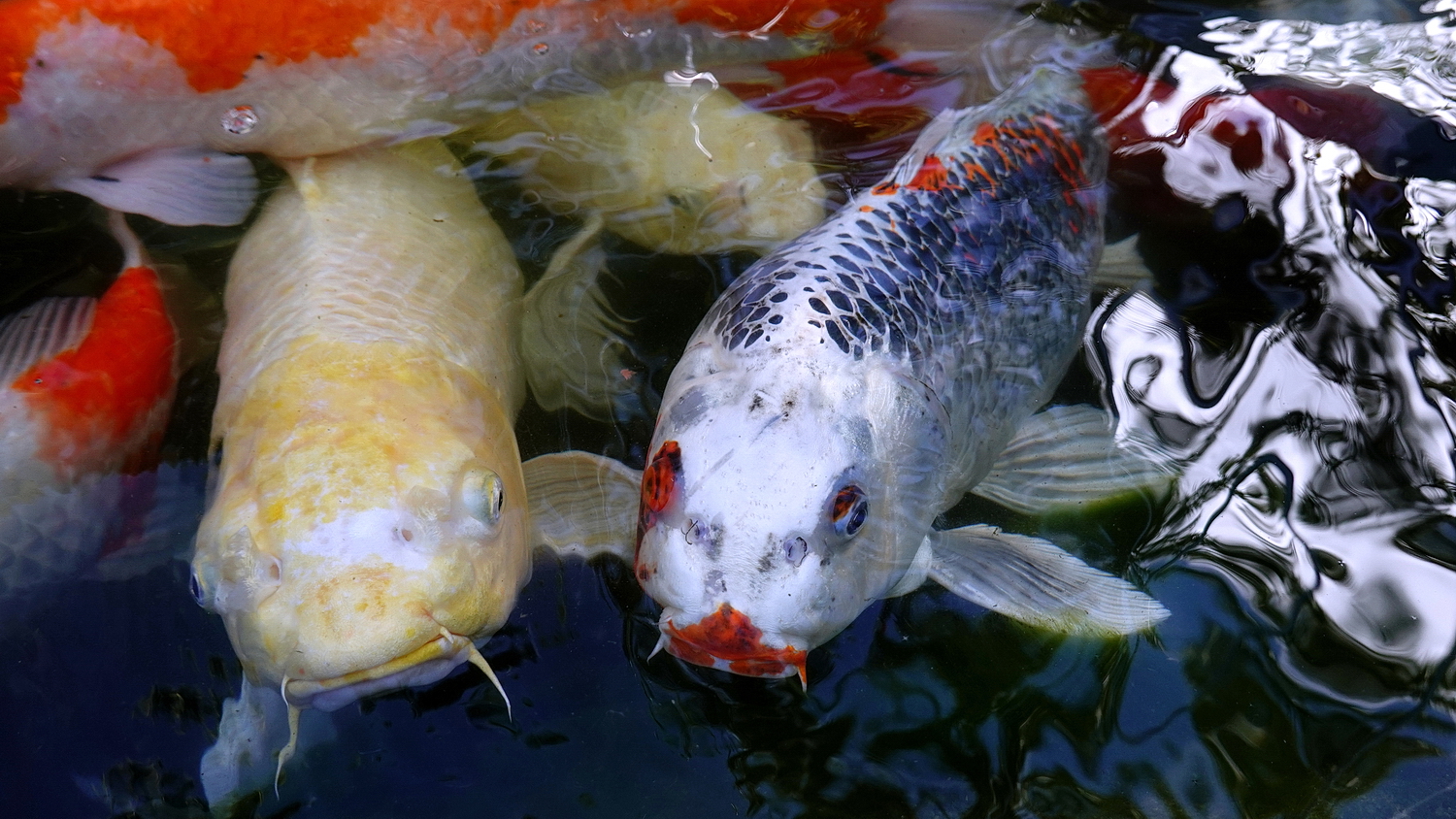 陳永鑑_錦鯉遊緃_20201223a.jpg